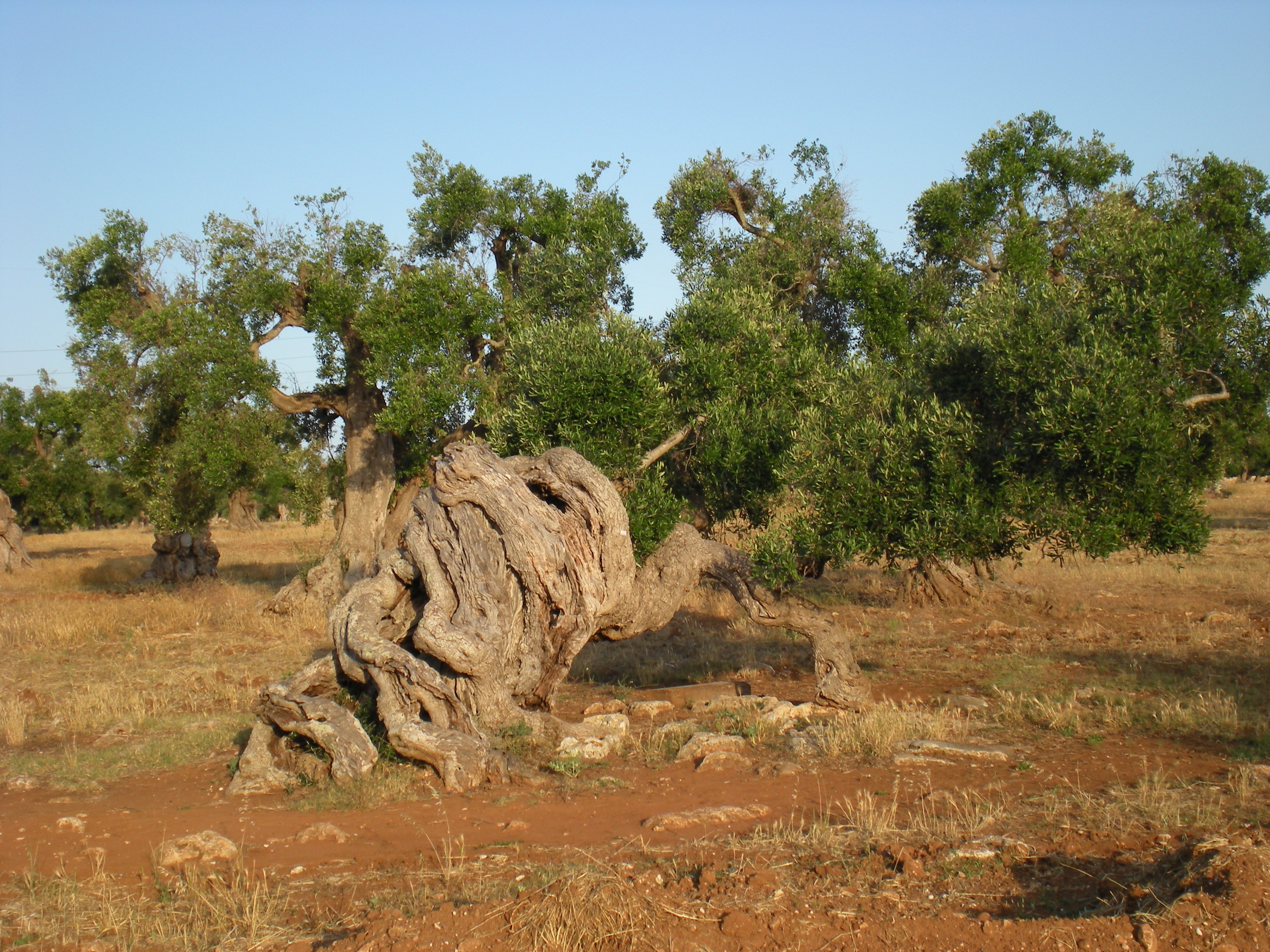 scenics - nature, landscape, sunlight, olive tree, outdoors, no people, herbivorous, beauty in nature, animal, trees, tranquility, mammal, sky, 2K, environment, HD Wallpaper
