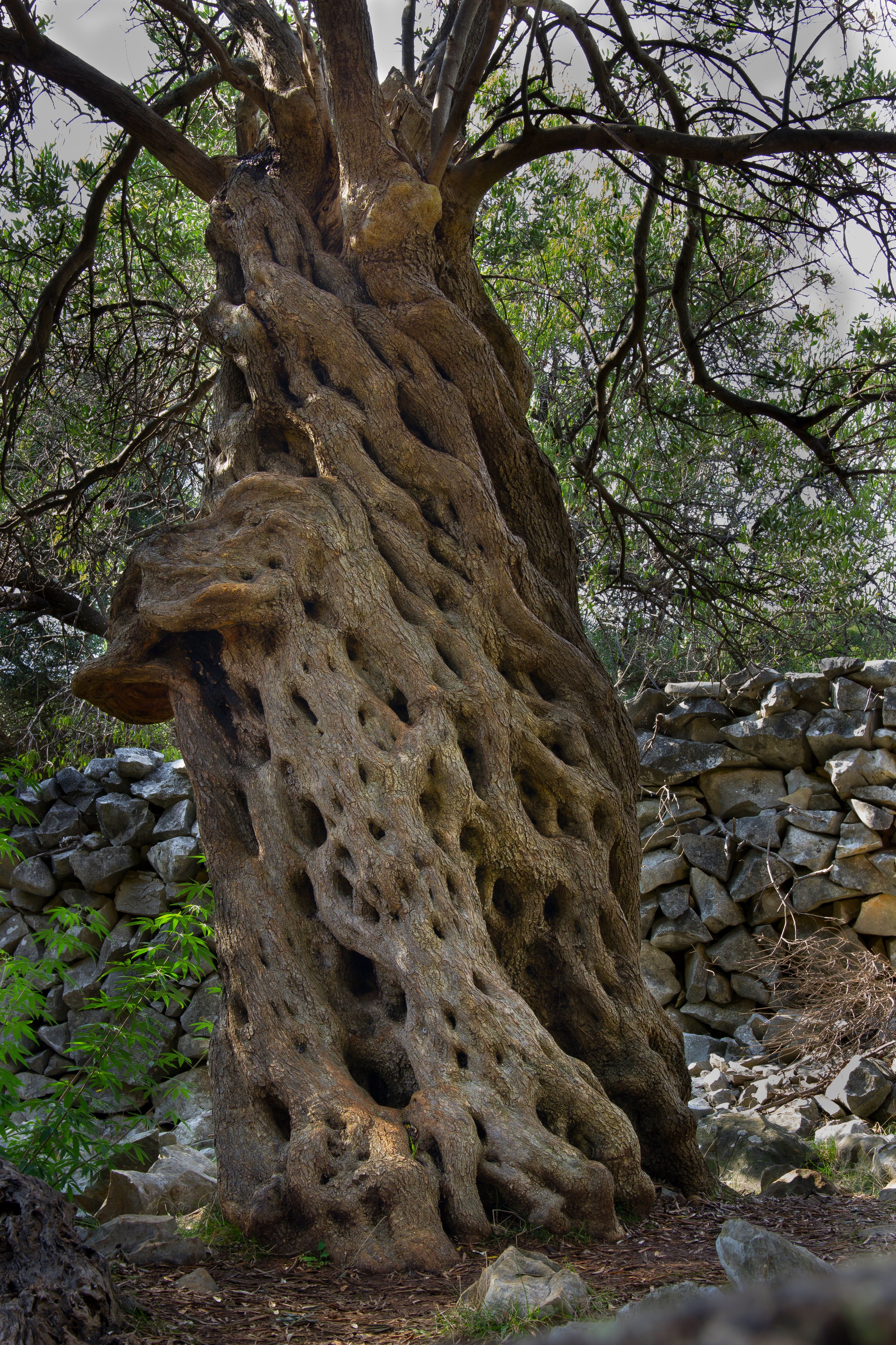 no people, plant, outdoors, low angle view, beauty in nature, trunk, growth, forest, tree trunk, tree, rock, sets, old, oliva, tranquility, non-urban scene, Phone HD Wallpaper
