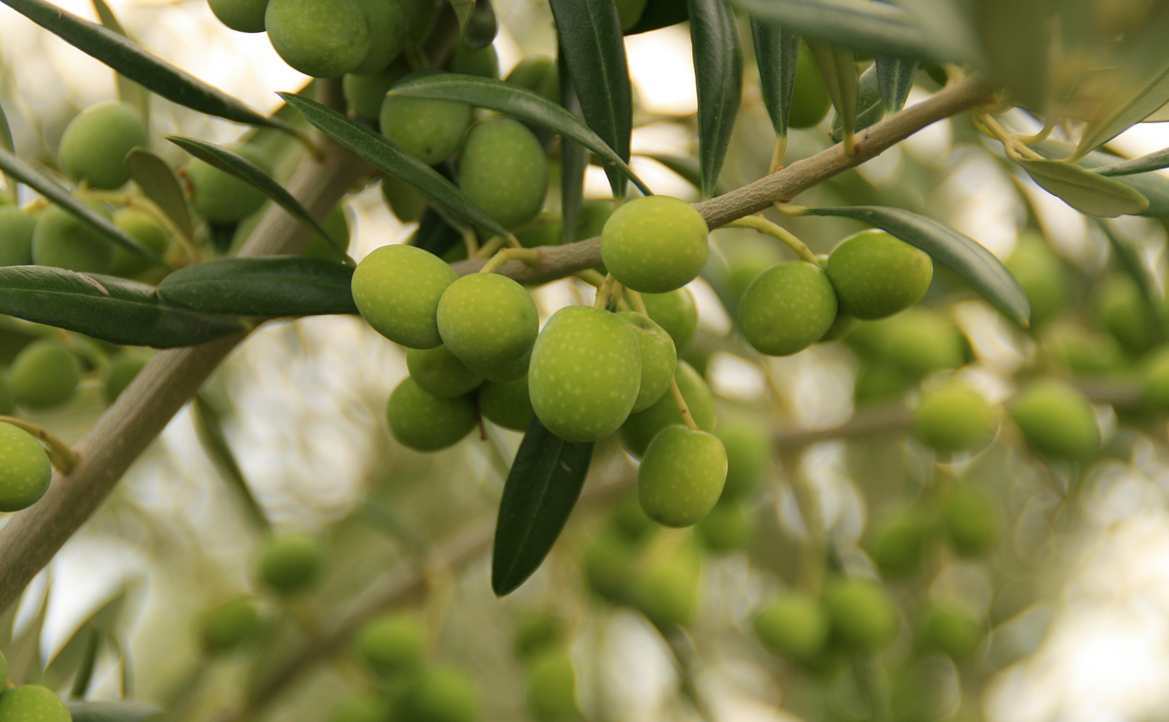 plant part, 4K, outdoors, agriculture, freshness, beauty in nature, Food and Drink, aceite, Spain, olivas, fruit, moncayo, plant, baja, focus on foreground, HD Wallpaper