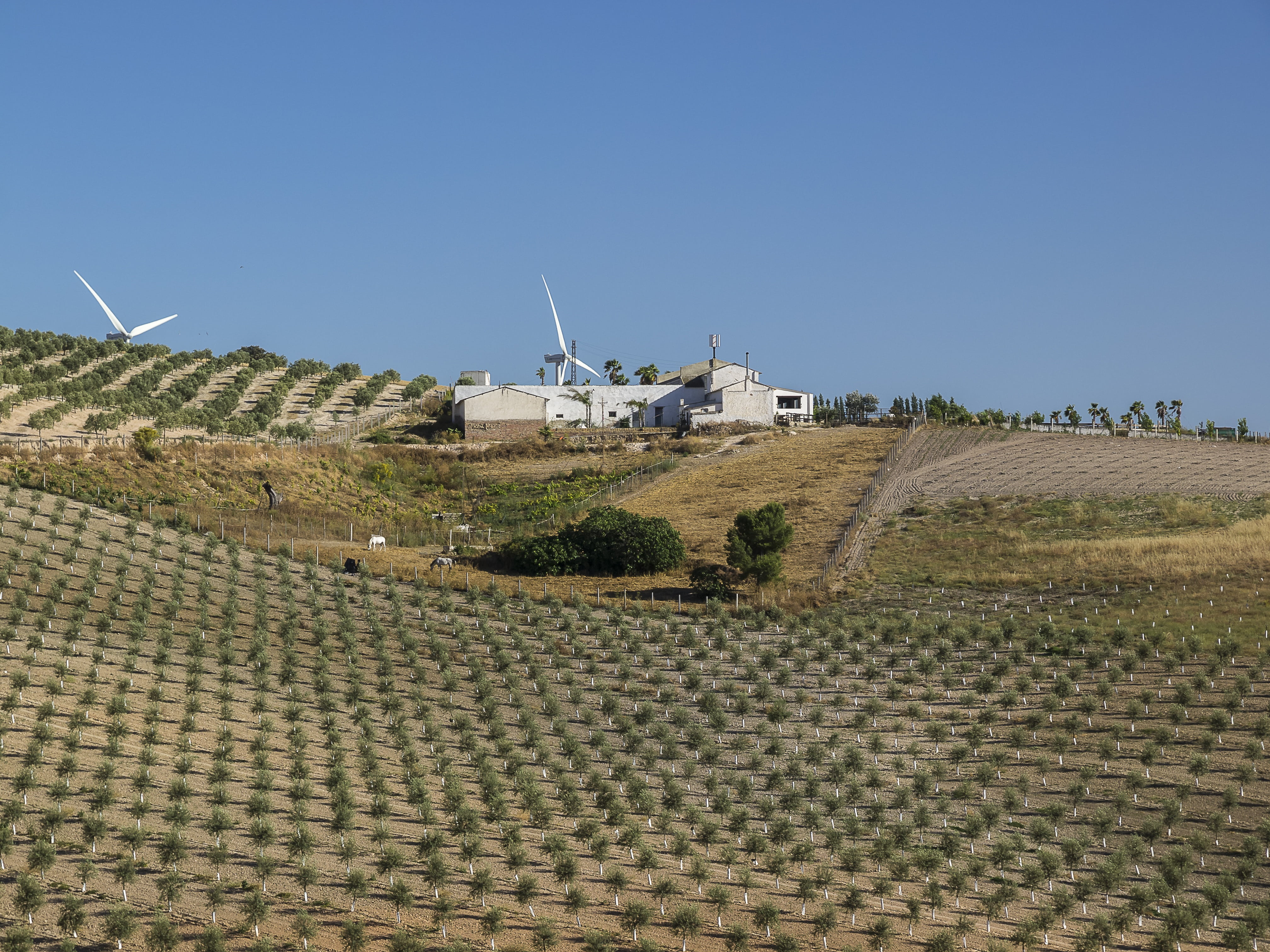 built structure, turbine, outdoors, rural scene, land, olives, olivas, landscapes, wind power, renewable energy, environment, olive trees, alternative energy, HD Wallpaper