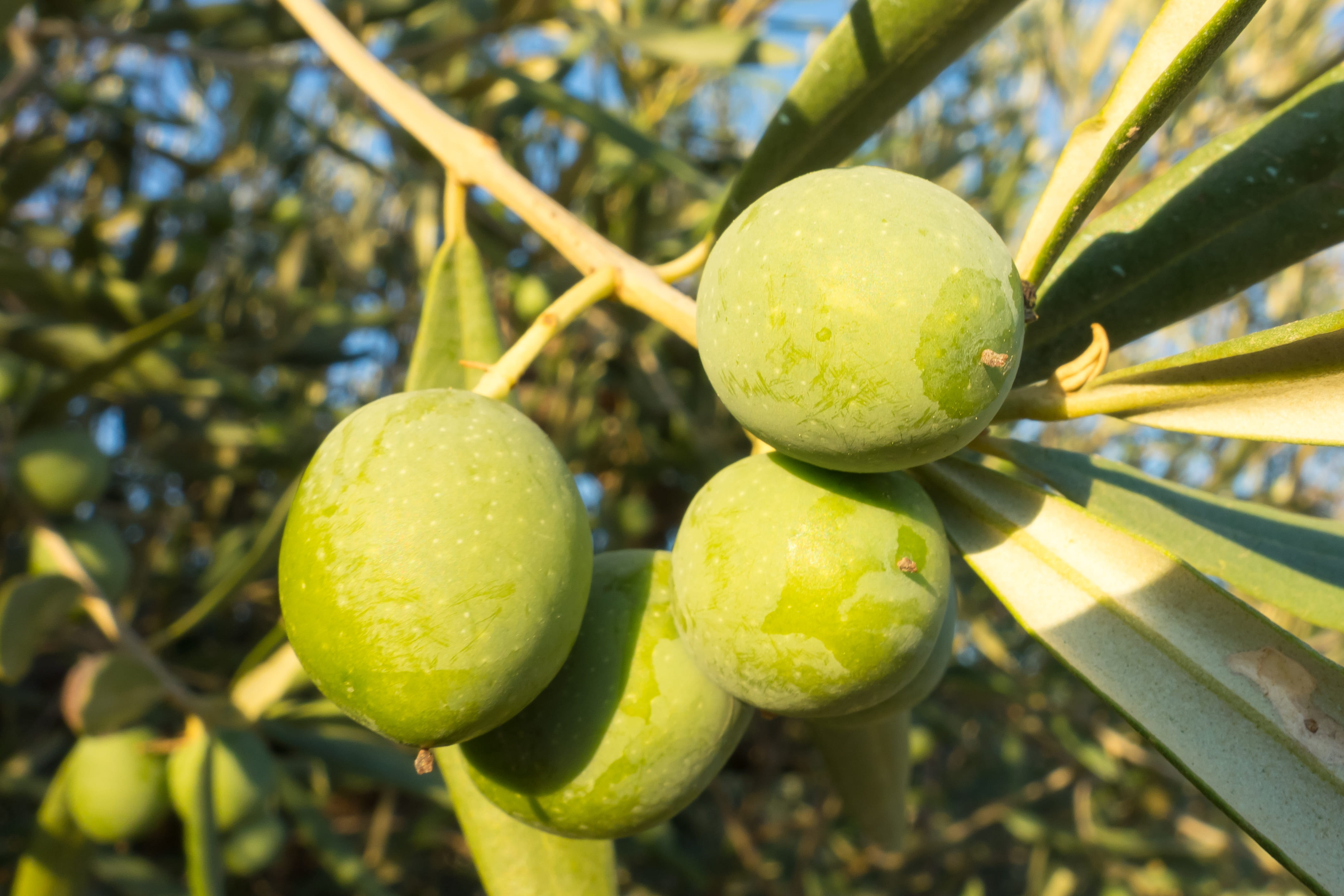 gastronomy, leaf, olivas, branch, daytime, vegetable, fruits, freshness, food, olives, photography, beauty in nature, agriculture, healthy eating, growth, HD Wallpaper