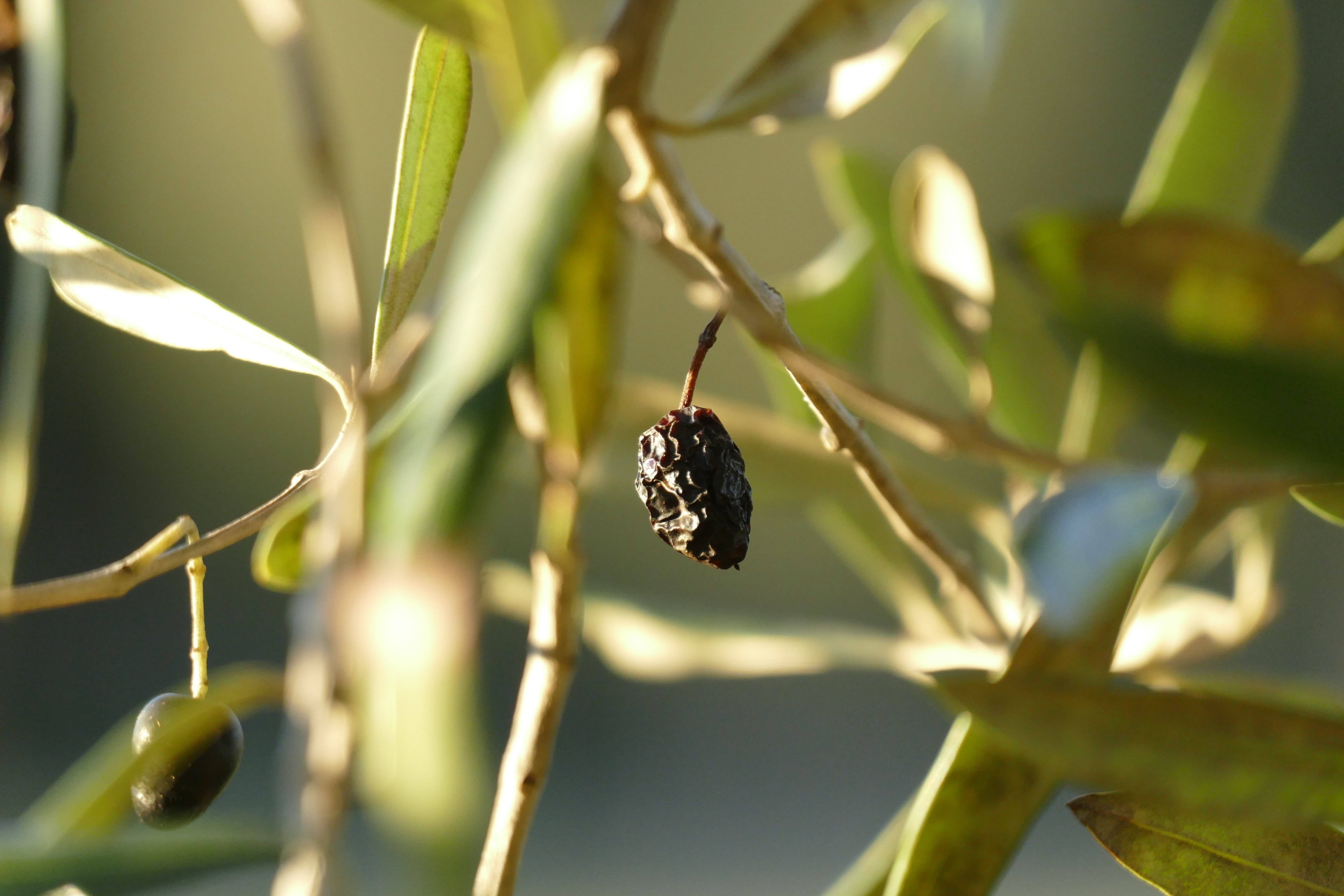 day, nature, growth, plant part, leaf, animal themes, no people, invertebrate, oliva, 5K, Campaign, animal wildlife, plant, one animal, pollination, oil, HD Wallpaper