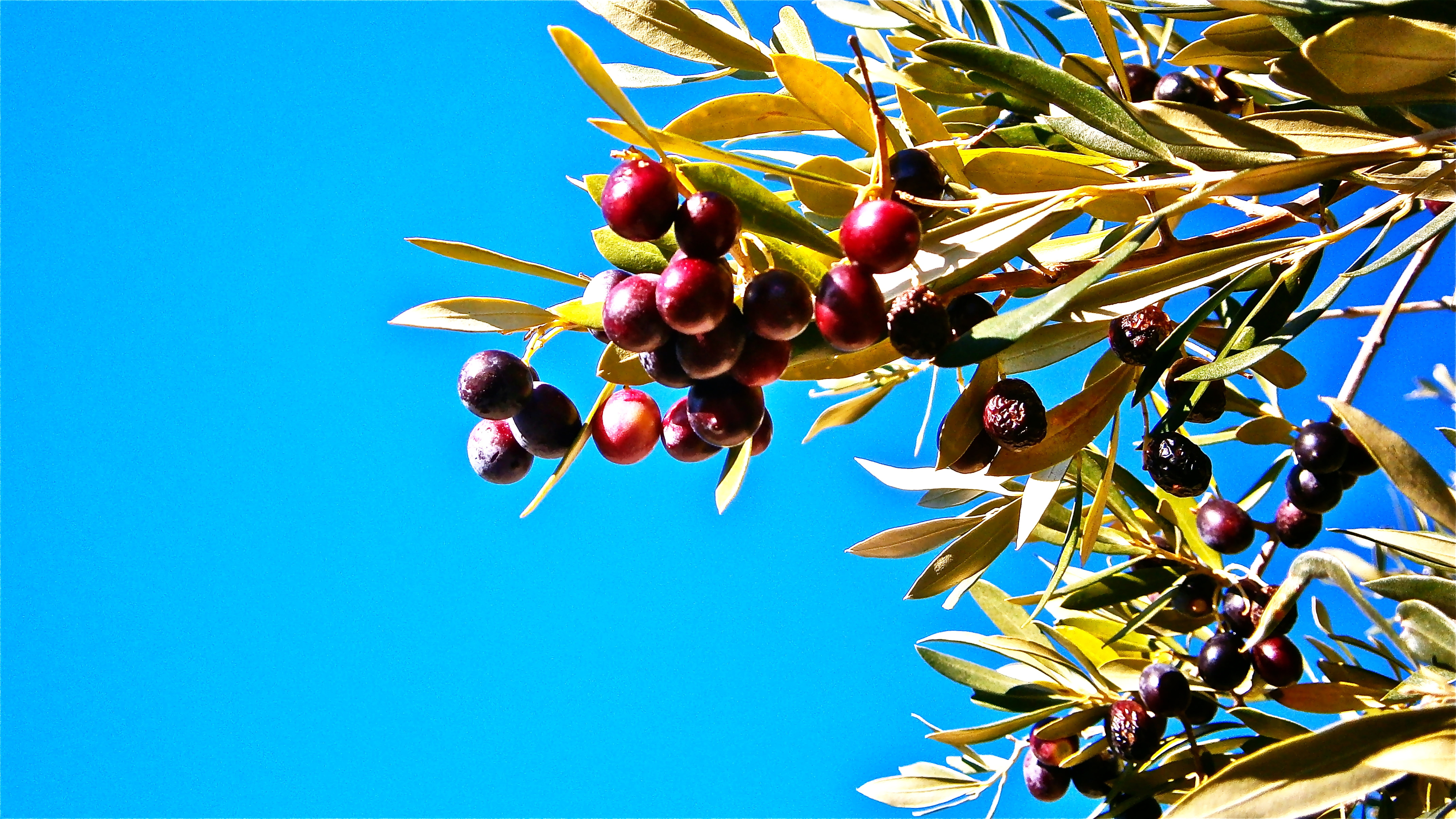 healthy eating, ripe, red, no people, fruit, wellbeing, vegetable, olives, plant part, funds, 8K, nature, freshness, calm, plant, olive, growth, sky, low angle view, HD Wallpaper