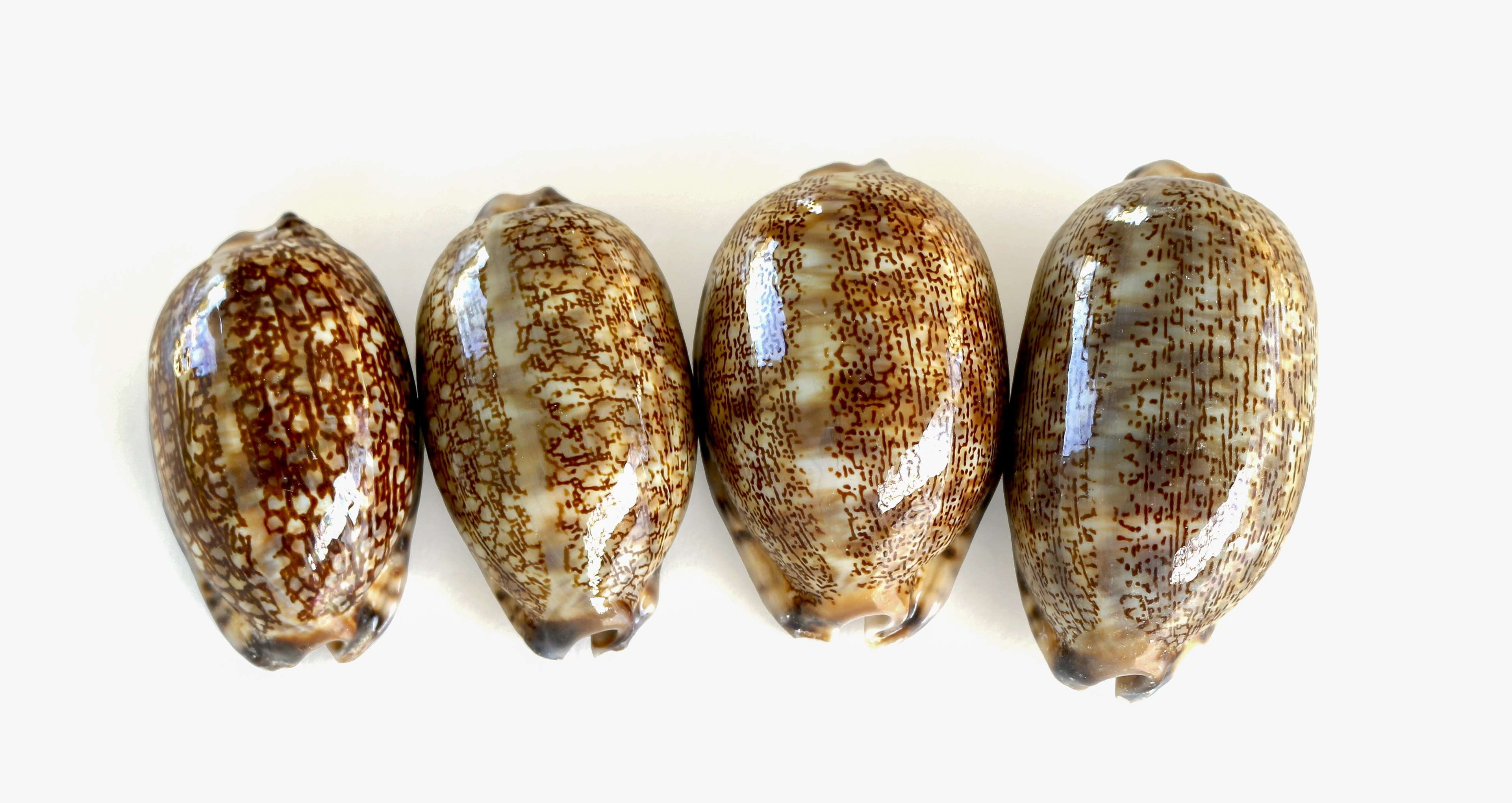 close-up, french food, panoramic, indoors, shell, choice, smooth shells, marine animal, sea shells, snack, healthy eating, shells, still life, sea, wellbeing, HD Wallpaper