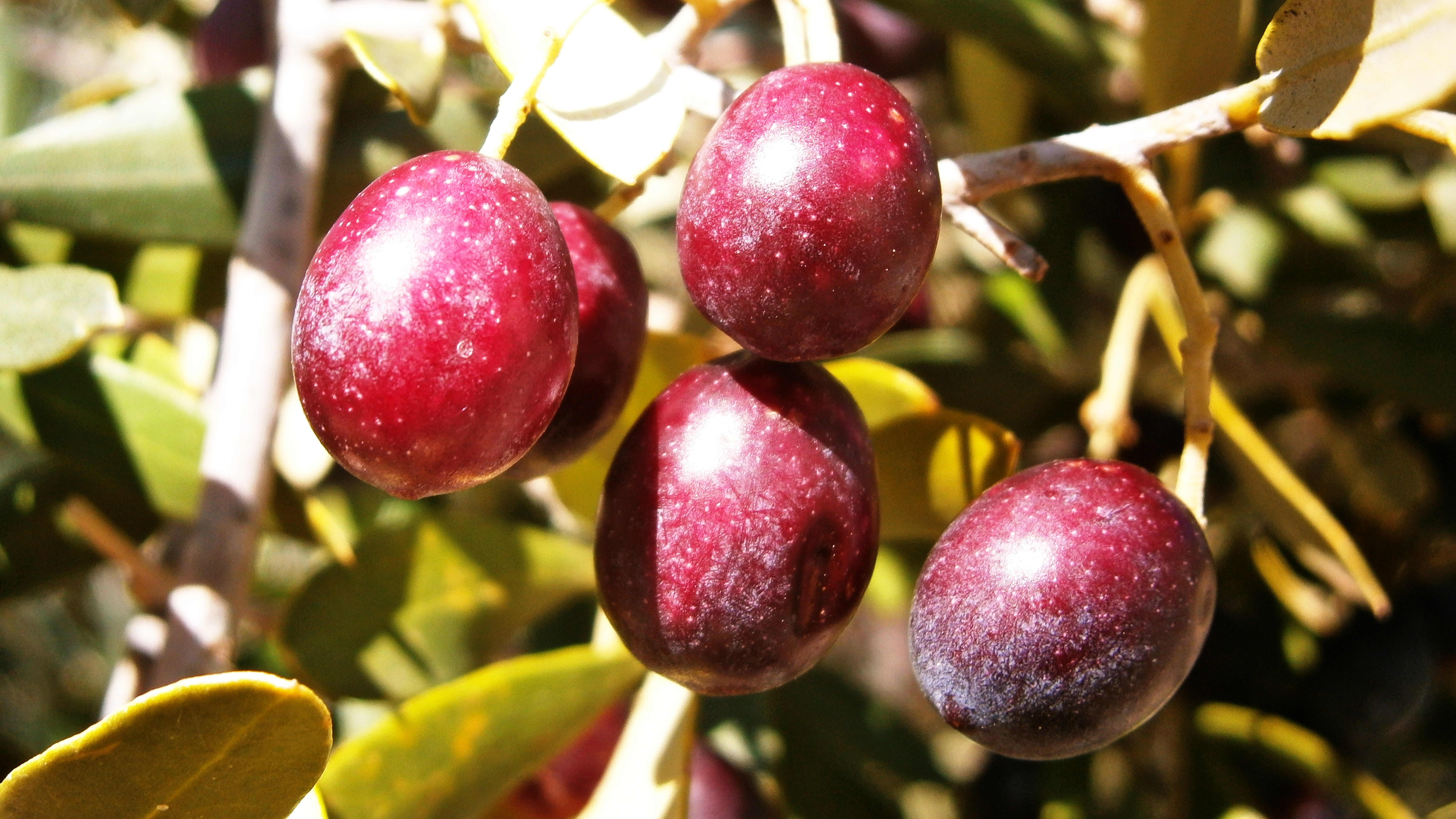 Olives, plant, Fruit, tree, Tree, branch, ripe, agriculture, wellbeing, green Color, food And Drink, 8K, nature, outdoors, freshness, food, close-up, cherry, HD Wallpaper