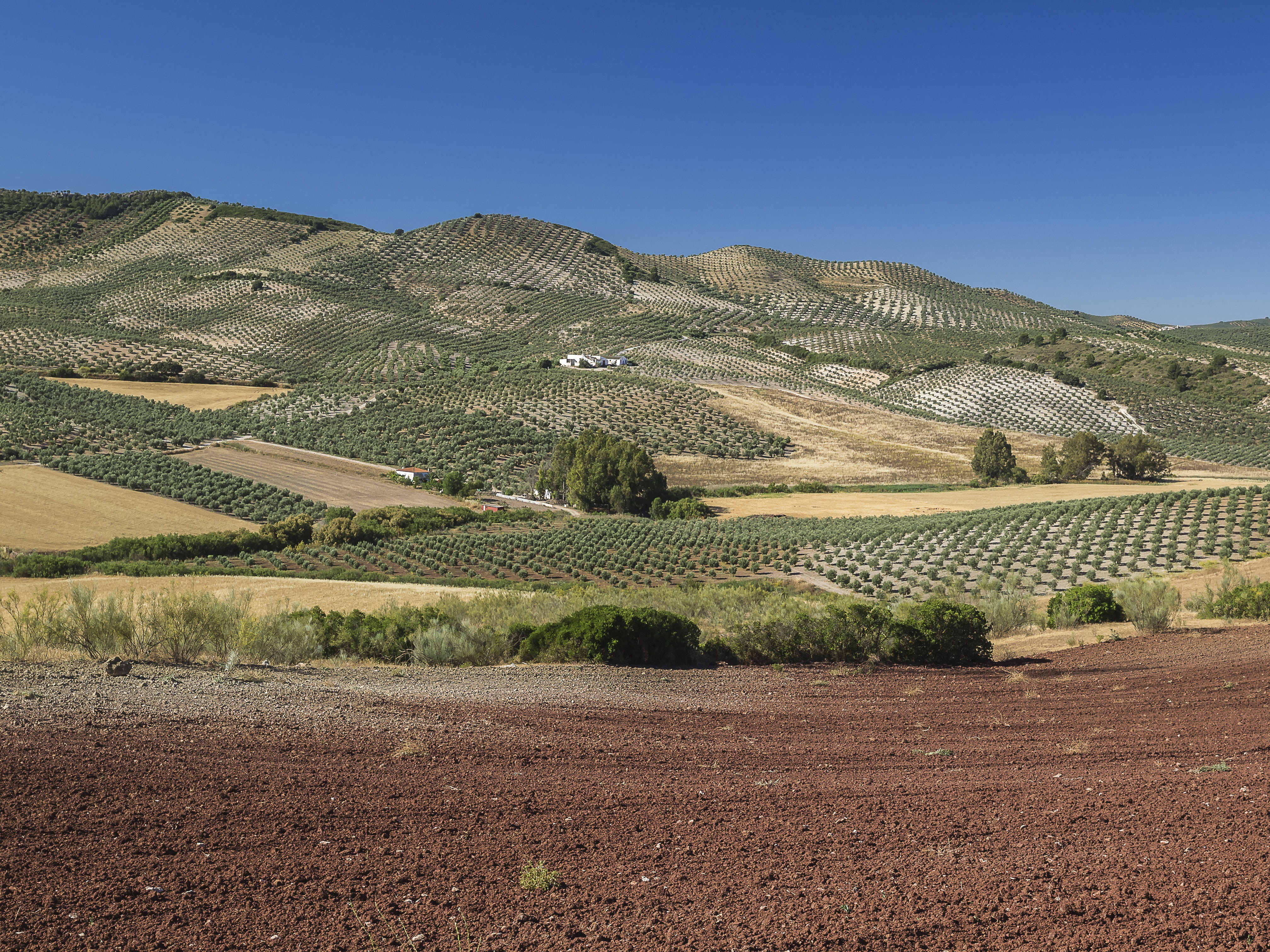 sky, olive, scenics - nature, field, tranquil scene, agriculture, olive trees, 4K, outdoors, plantation, plant, olives, landscape, clear sky, rural scene, HD Wallpaper