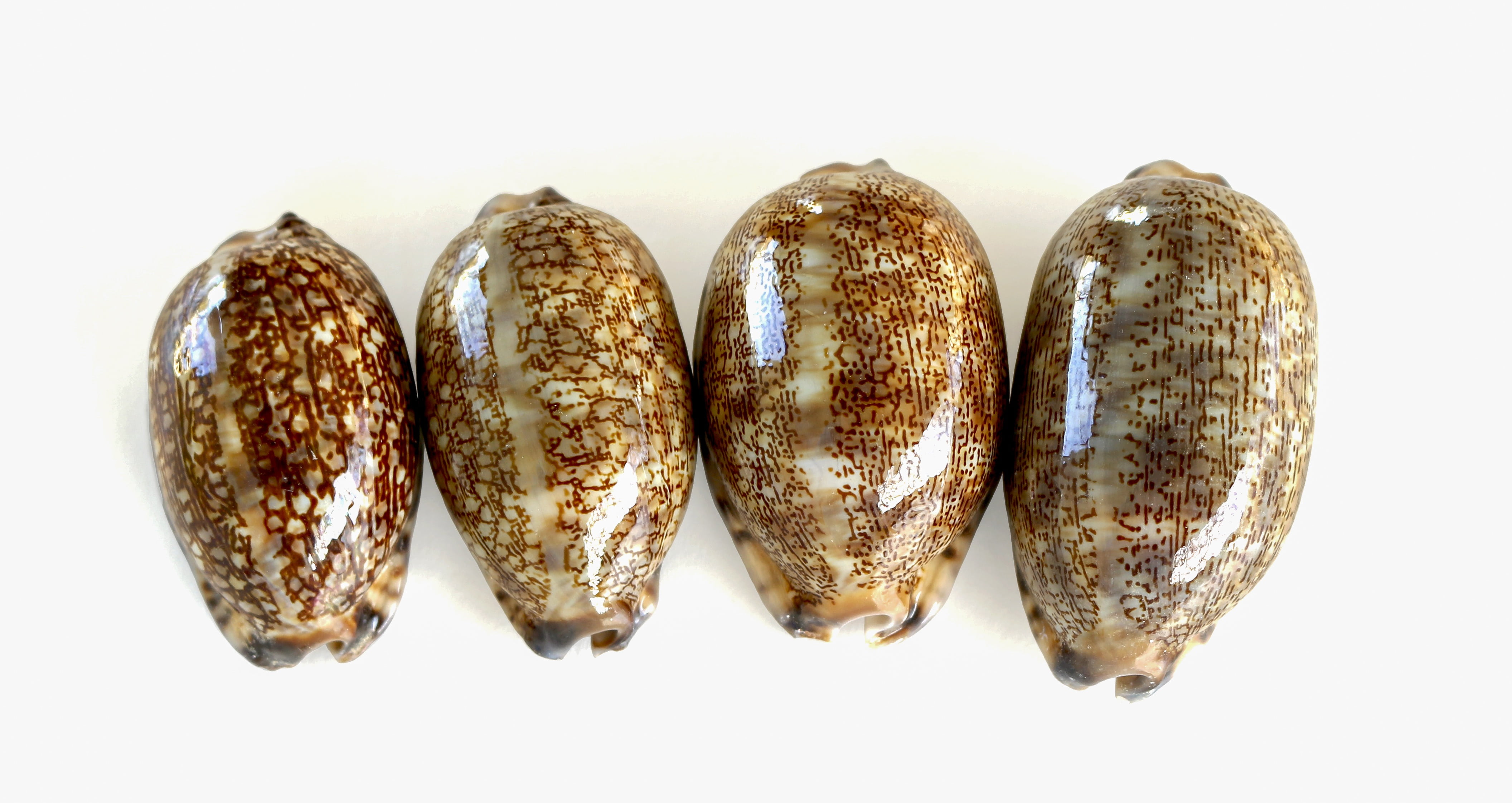indoors, marine animal, wellbeing, vegetable, smooth shells, shell, healthy eating, close-up, panoramic, shells, no people, sea, studio shot, shiny, still life, HD Wallpaper