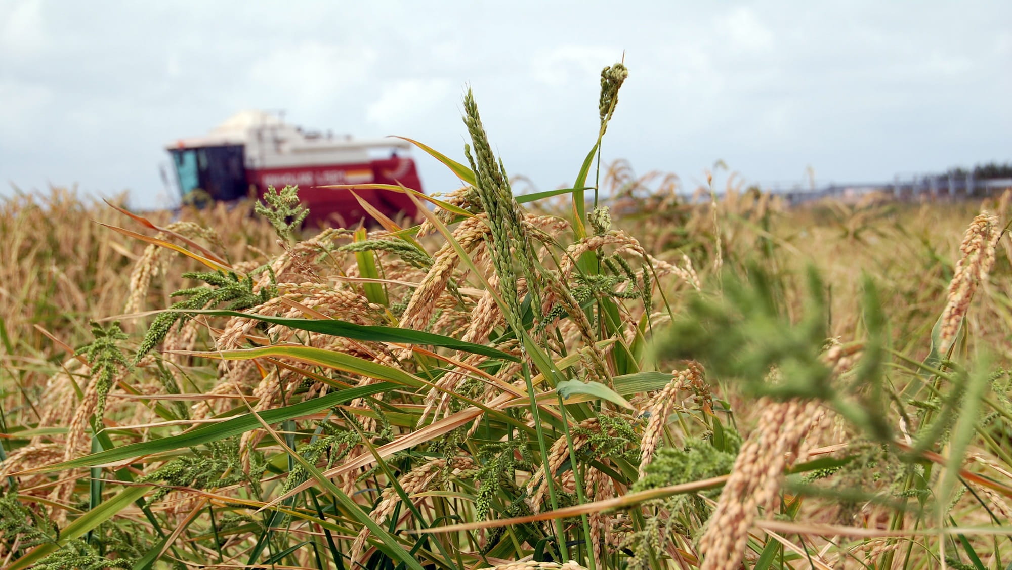 growth, outdoors, day, mowing, rice, sky, cloud - sky, selective focus, nature, cereal plant, 1080P, field, tranquility, plant, grass, land, fen, focus on foreground, HD Wallpaper