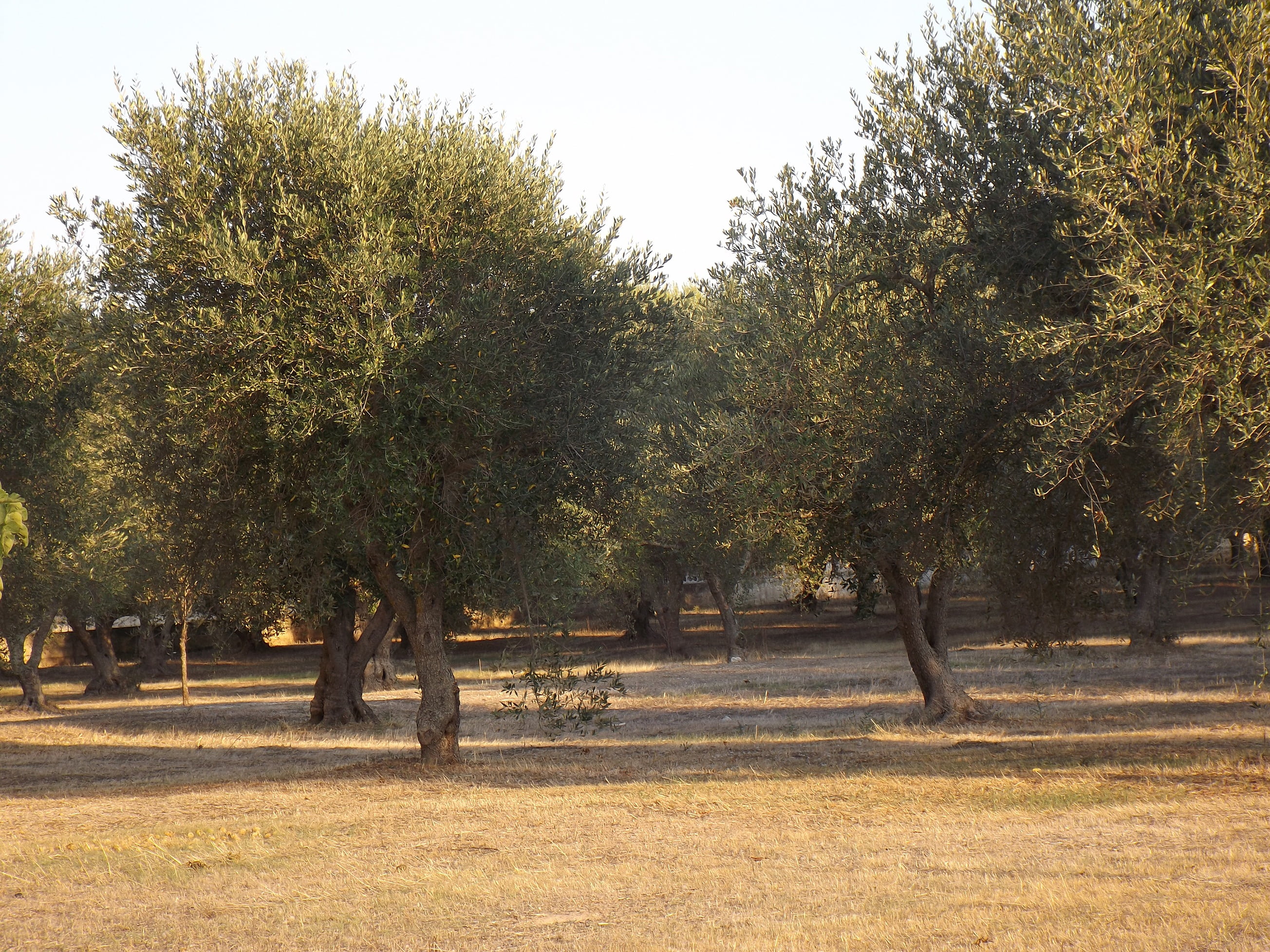 tranquility, campaign, field, oil, sky, non-urban scene, environment, nature, beauty in nature, 2K, shadow, plant, no people, olive tree, grass, olive trees, HD Wallpaper