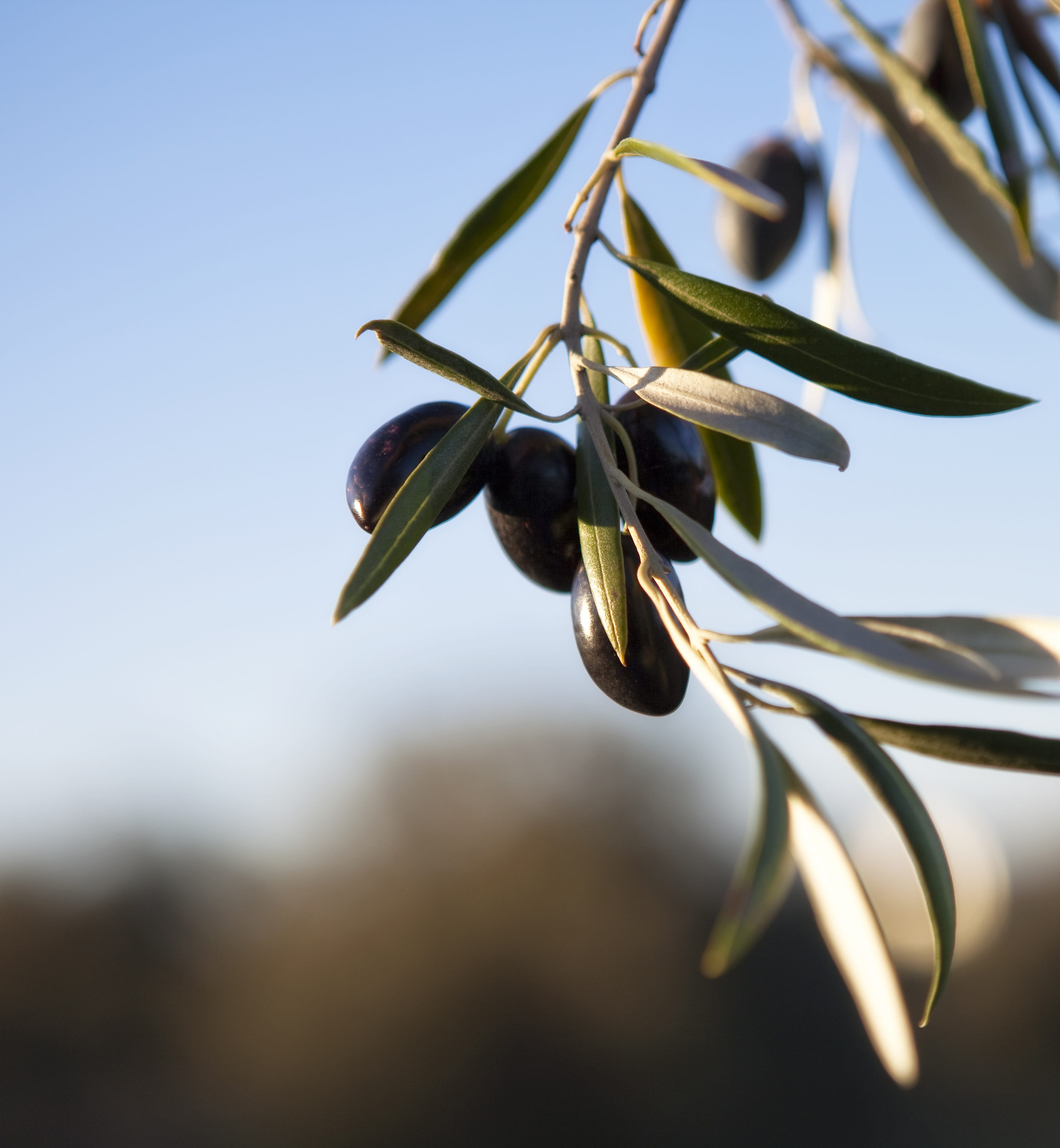 freshness, green color, growth, focus on foreground, nature, sepal, sky, beauty in nature, close-up, oil, plant part, olivas, selective focus, olive, pussy willow, Phone HD Wallpaper