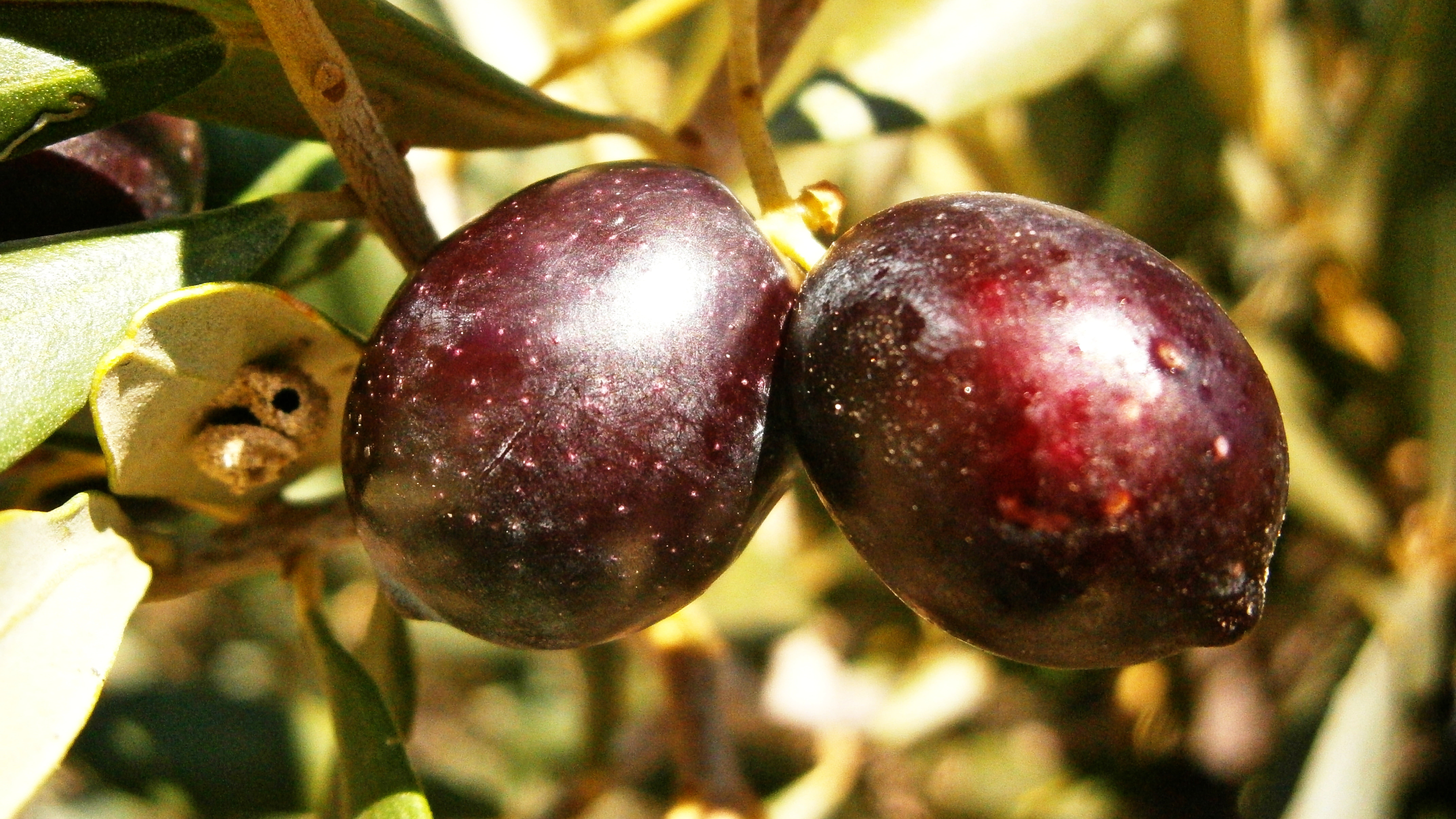 food and drink, red, olivas, plant, food, focus on foreground, ripe, agriculture, no people, wellbeing, cherry, olive, vegetable, 8K, nature, funds, day, HD Wallpaper