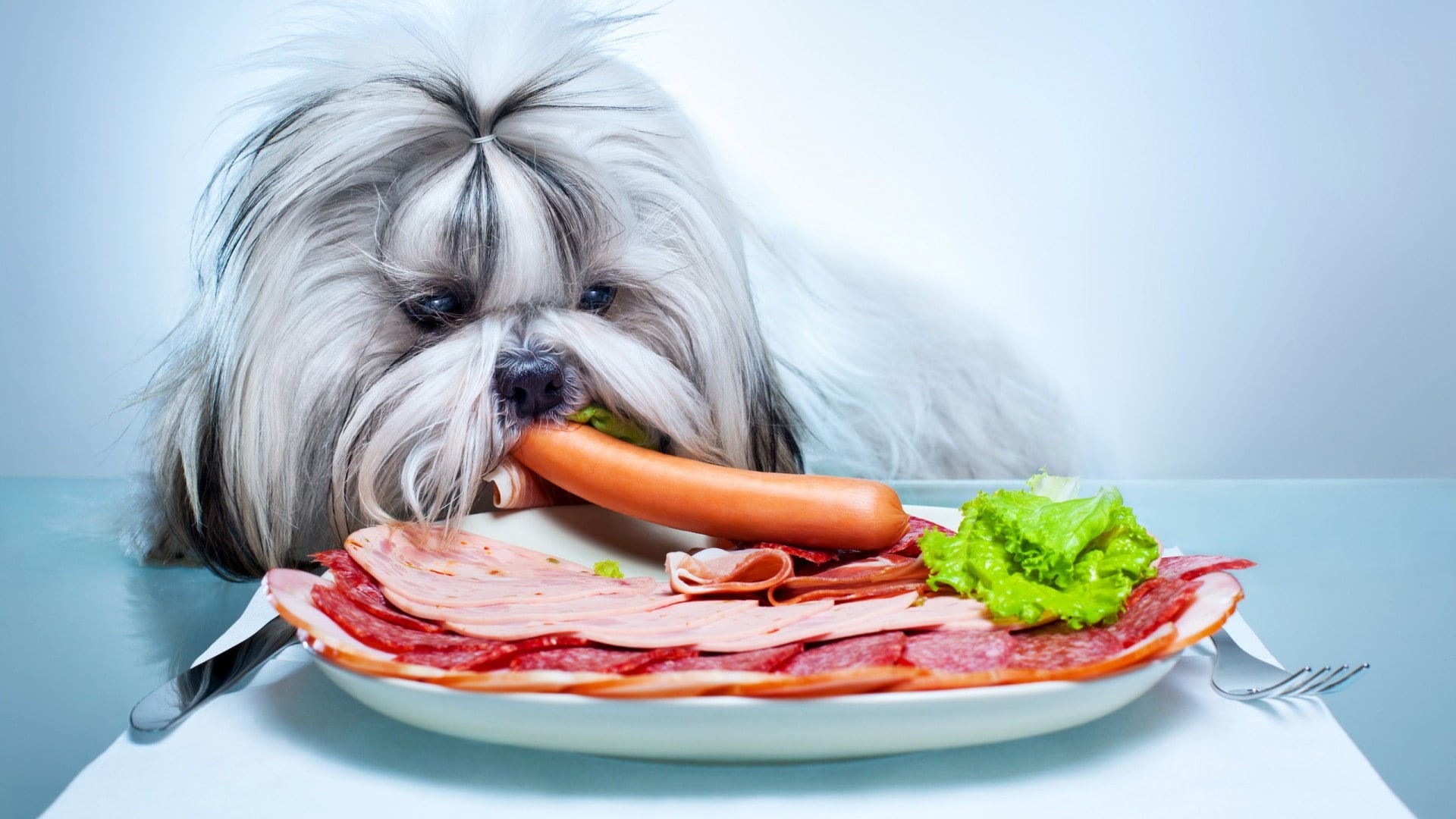 humor, cute, pets, animals, food and drink, hungry, 1080P, one animal, animal themes, food, simple background, domestic, no people, eating, vegetables, HD Wallpaper