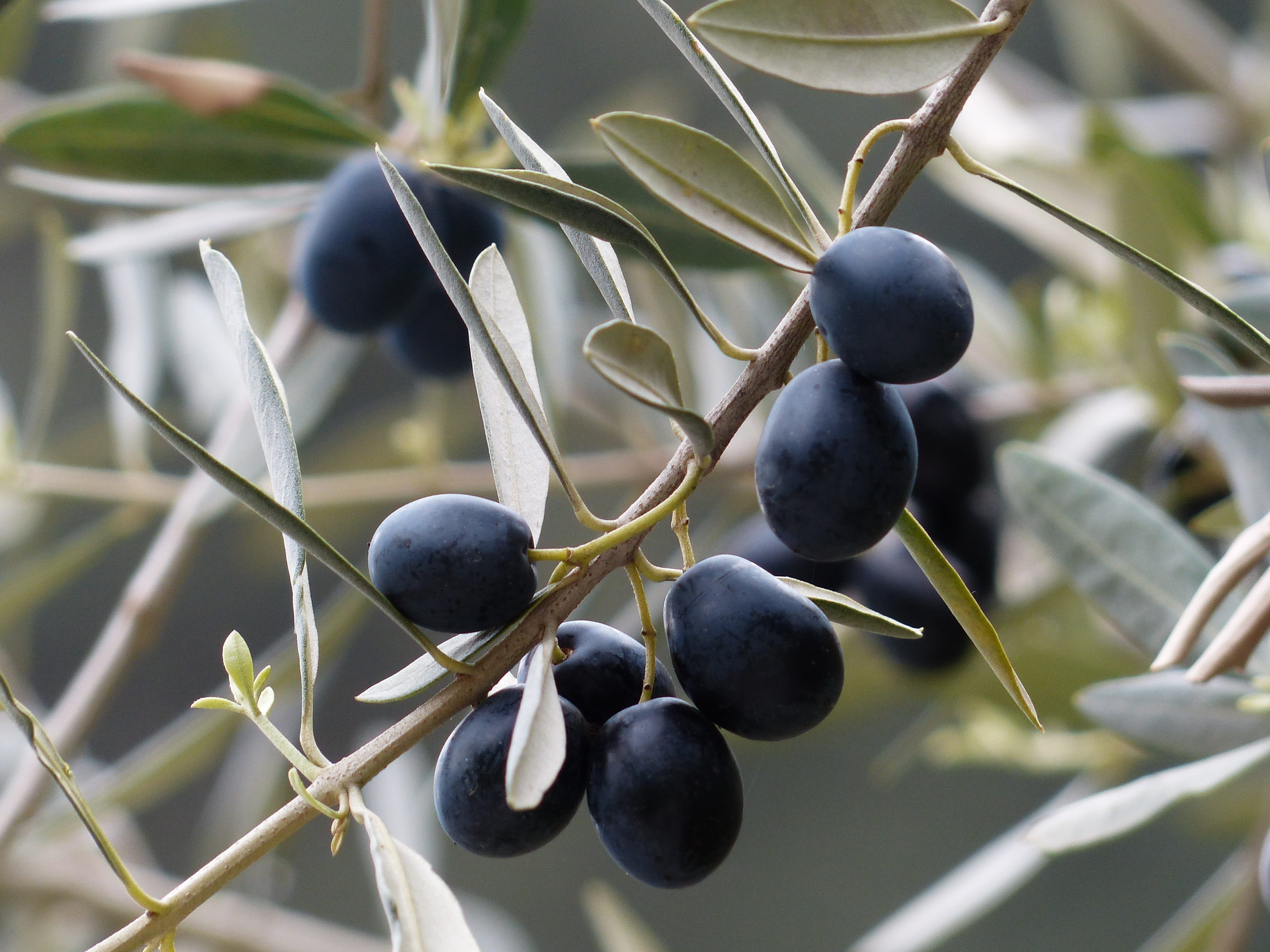 day, growth, wellbeing, berry fruit, no people, olive tree, plant, nature, healthy eating, food and drink, focus on foreground, olive, ripe, freshness, HD Wallpaper