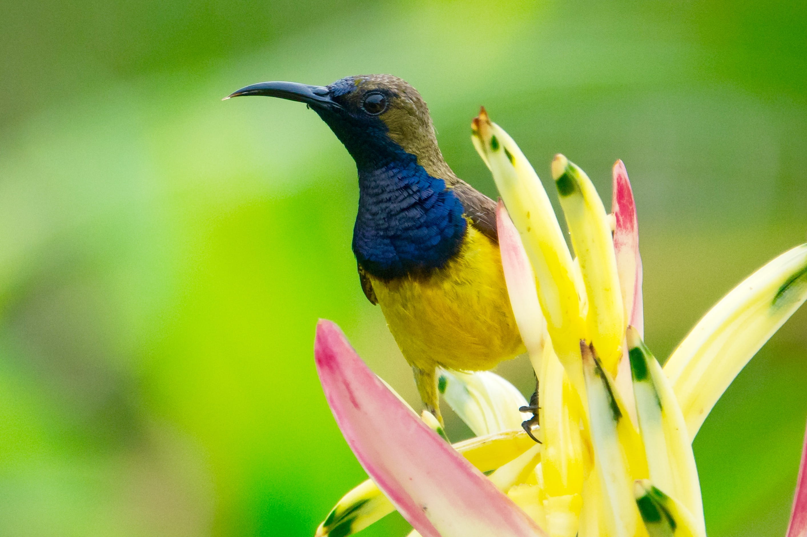 close-up, flowering plant, bright, focus on foreground, garden, flower, bird, perching, outdoors, animal wildlife, plant, green color, nature, day, tropical, HD Wallpaper