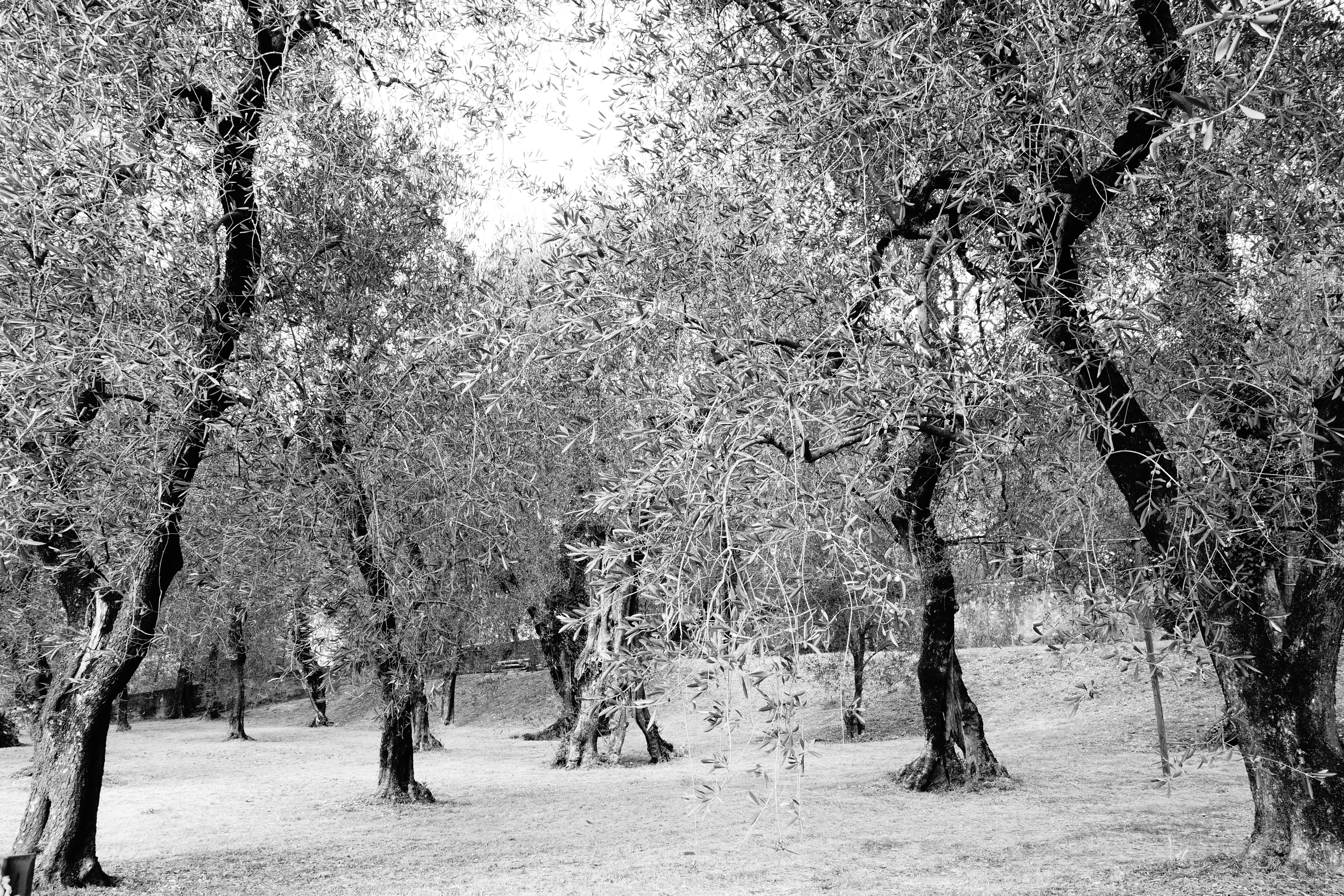 growth, tranquil scene, trunk, forest, olive trees, malcesine, branch, outdoors, black and white, no people, land, tree, tranquility, beauty in nature, HD Wallpaper