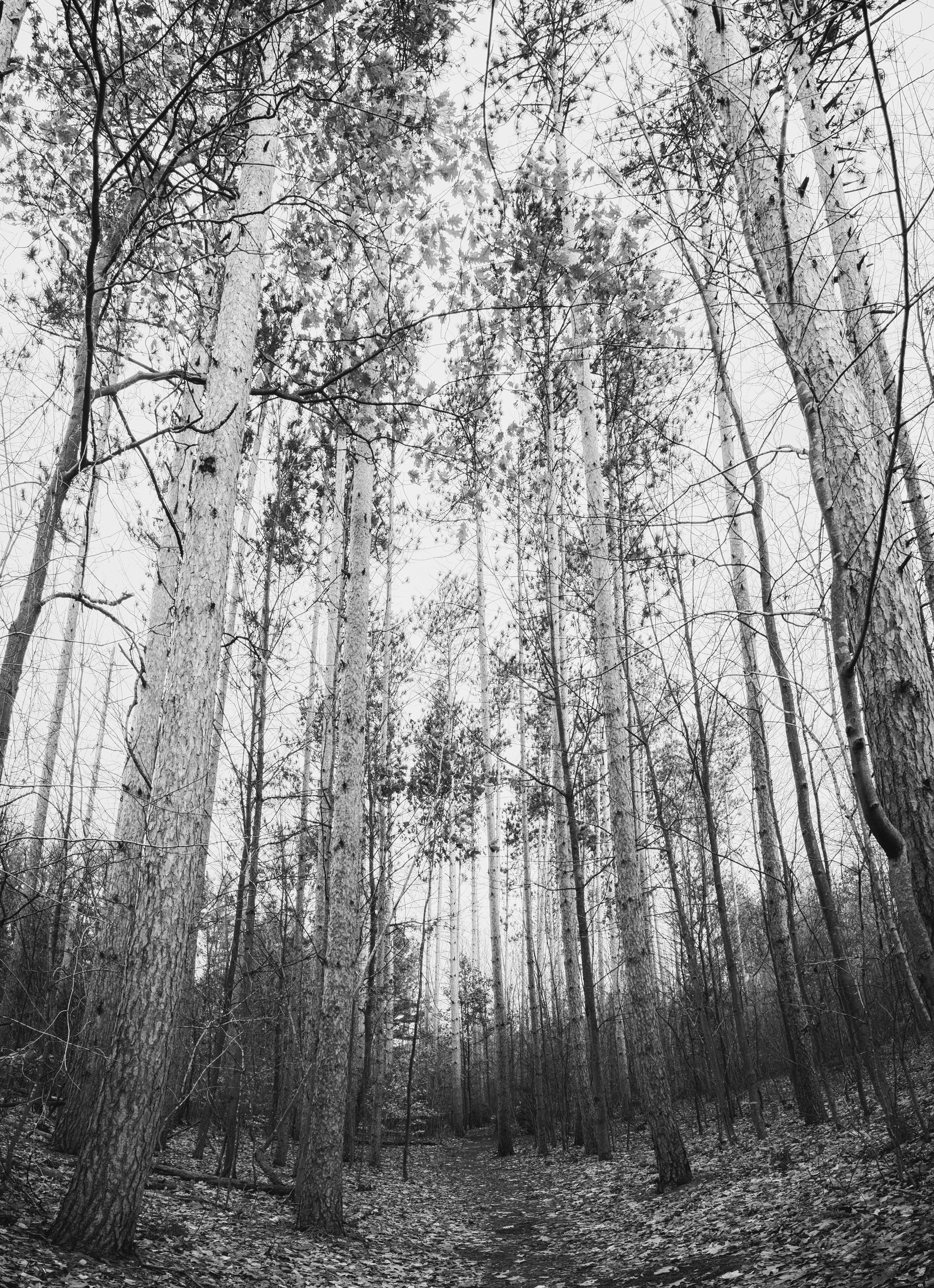 no people, tranquil scene, trunk, day, black and white, woodland, idyllic, tree, beauty in nature, branch, tranquility, forest, trees, scenics - nature, Phone HD Wallpaper