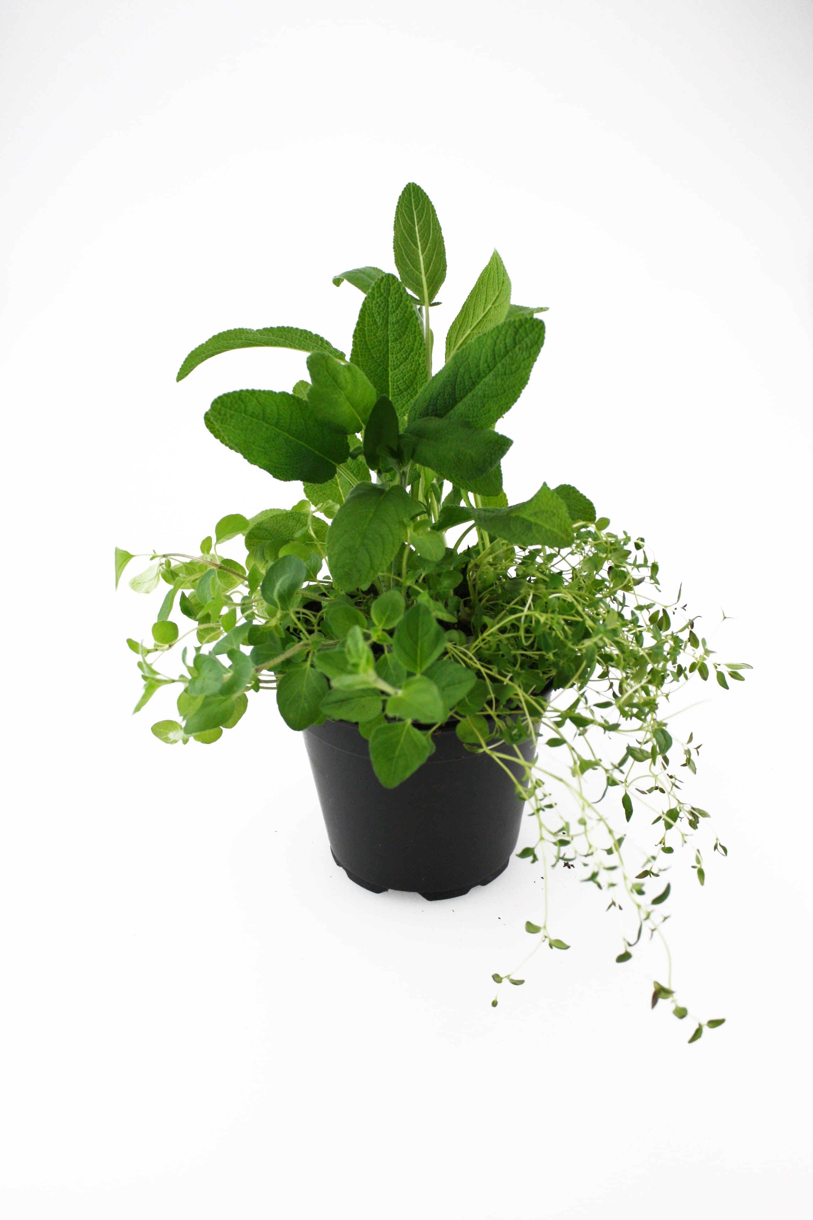 herb, food, thyme, leaf, green Color, leaves, plant, no people, freshness, wellbeing, nature, sage, mint leaf - culinary, growth, close-up, studio shot, Phone HD Wallpaper