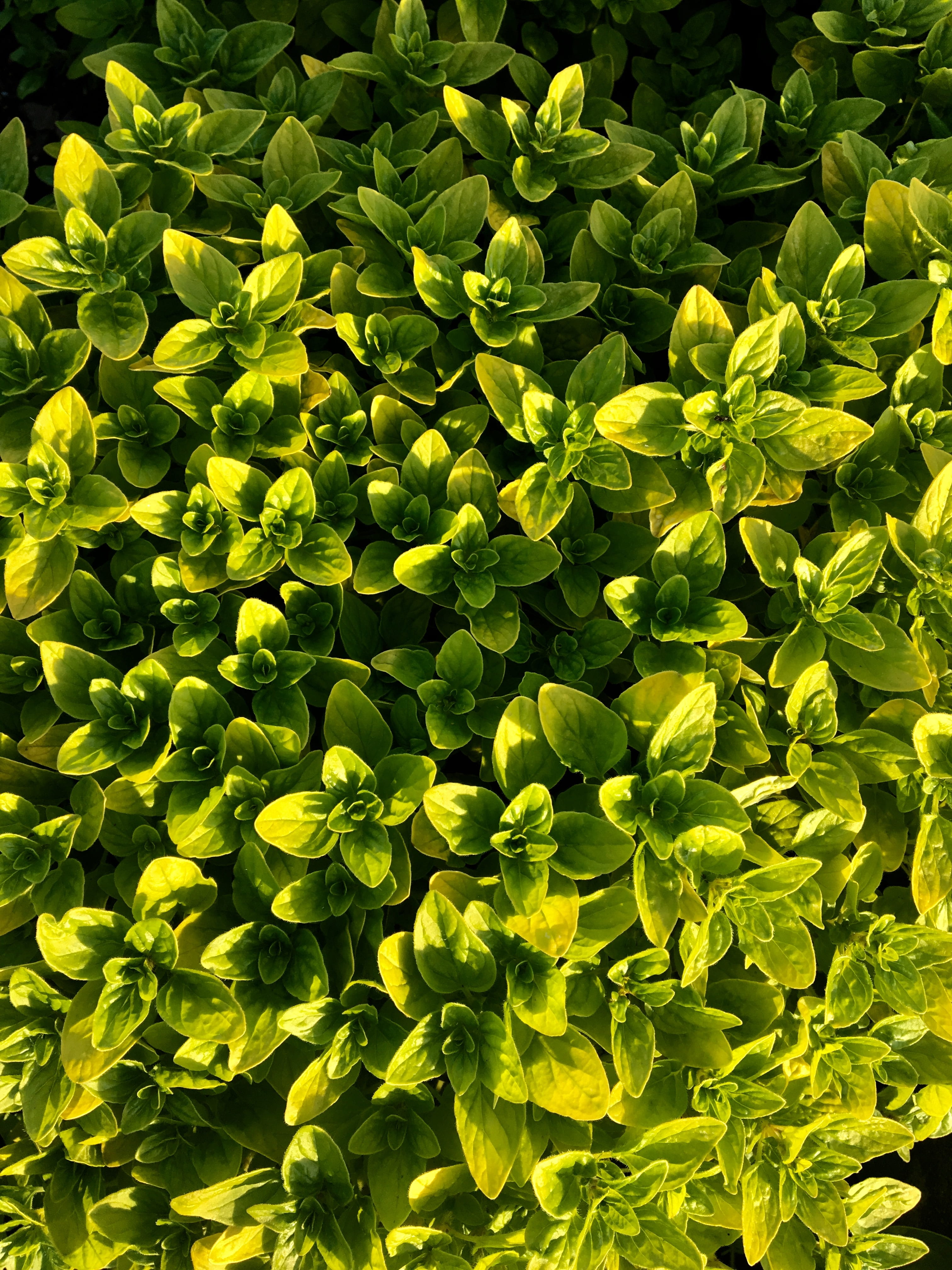 spa, herbs, outdoors, fragrance, nature, beauty in nature, day, perfume, 4K, green, vegetable, spice, spring, full frame, active substance, leaves, herb, Phone HD Wallpaper