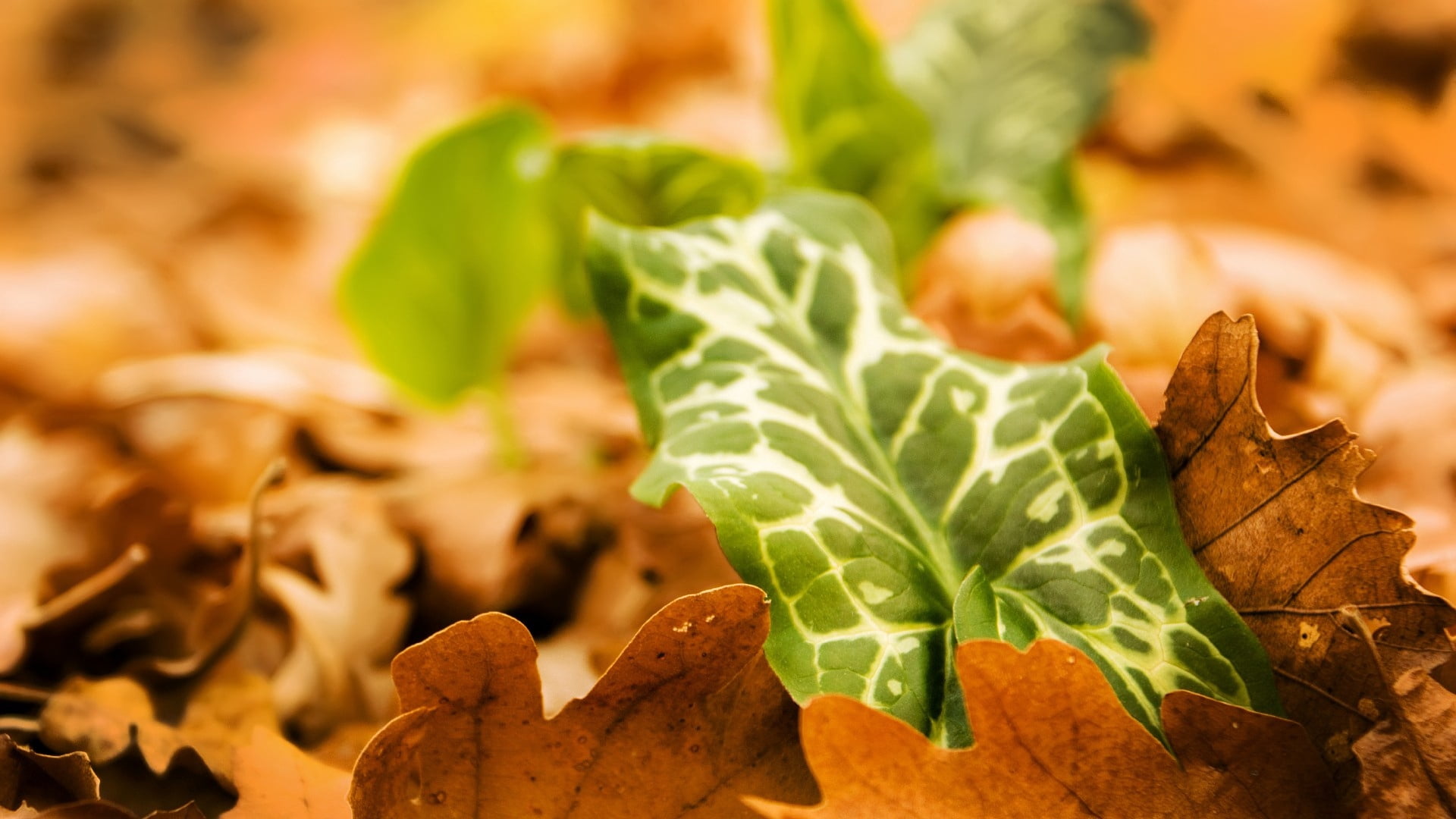 green color, grass, organic, leaf, streaks, plant part, no people, food and drink, nature, oregano, food, plant, freshness, lettuce, close-up, selective focus, HD Wallpaper