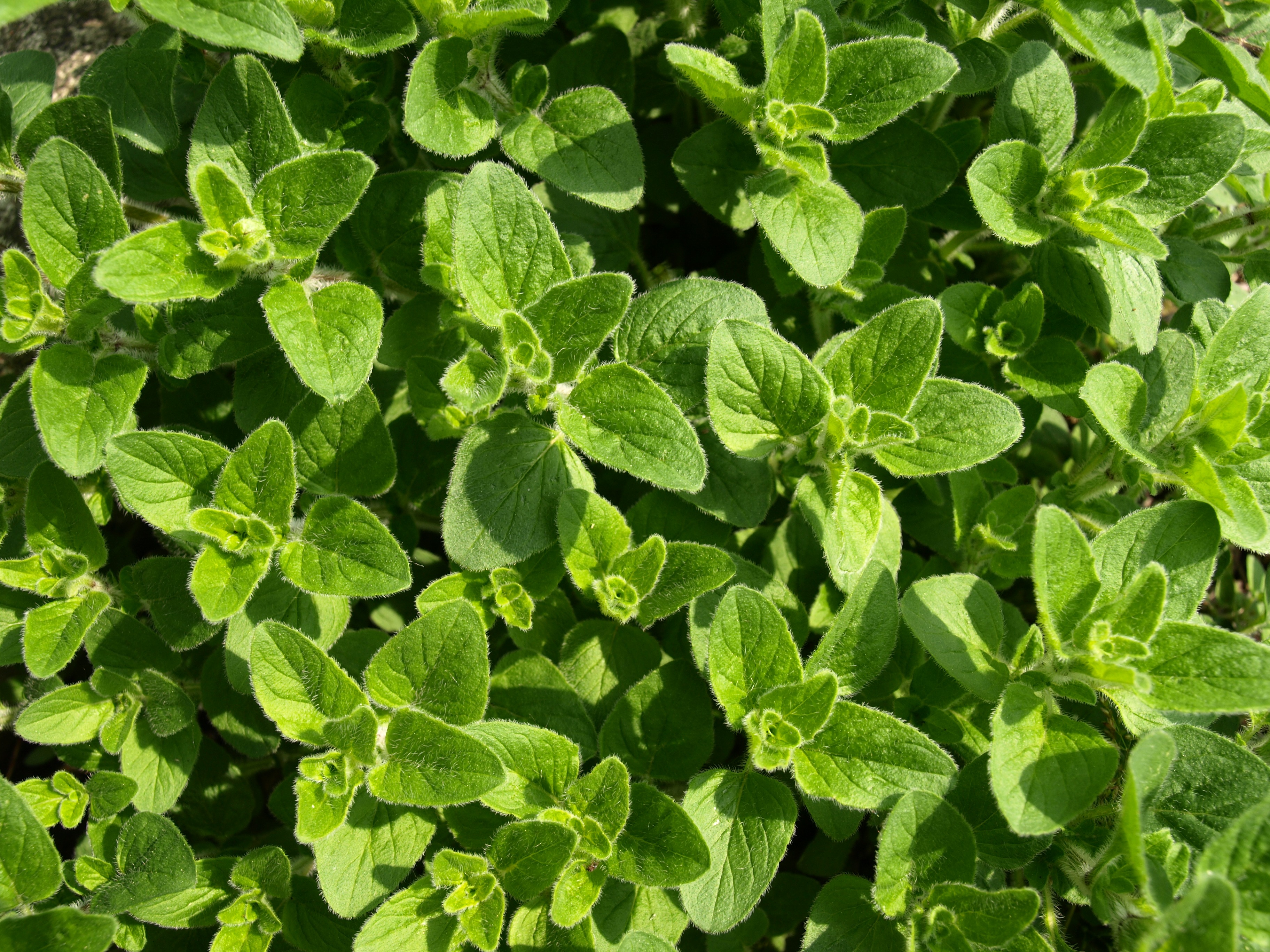 mediterranean, no people, high angle view, nature, cook, season, green color, beauty in nature, directly above, oregano, leafed, food, leaf, 2K, plant, HD Wallpaper