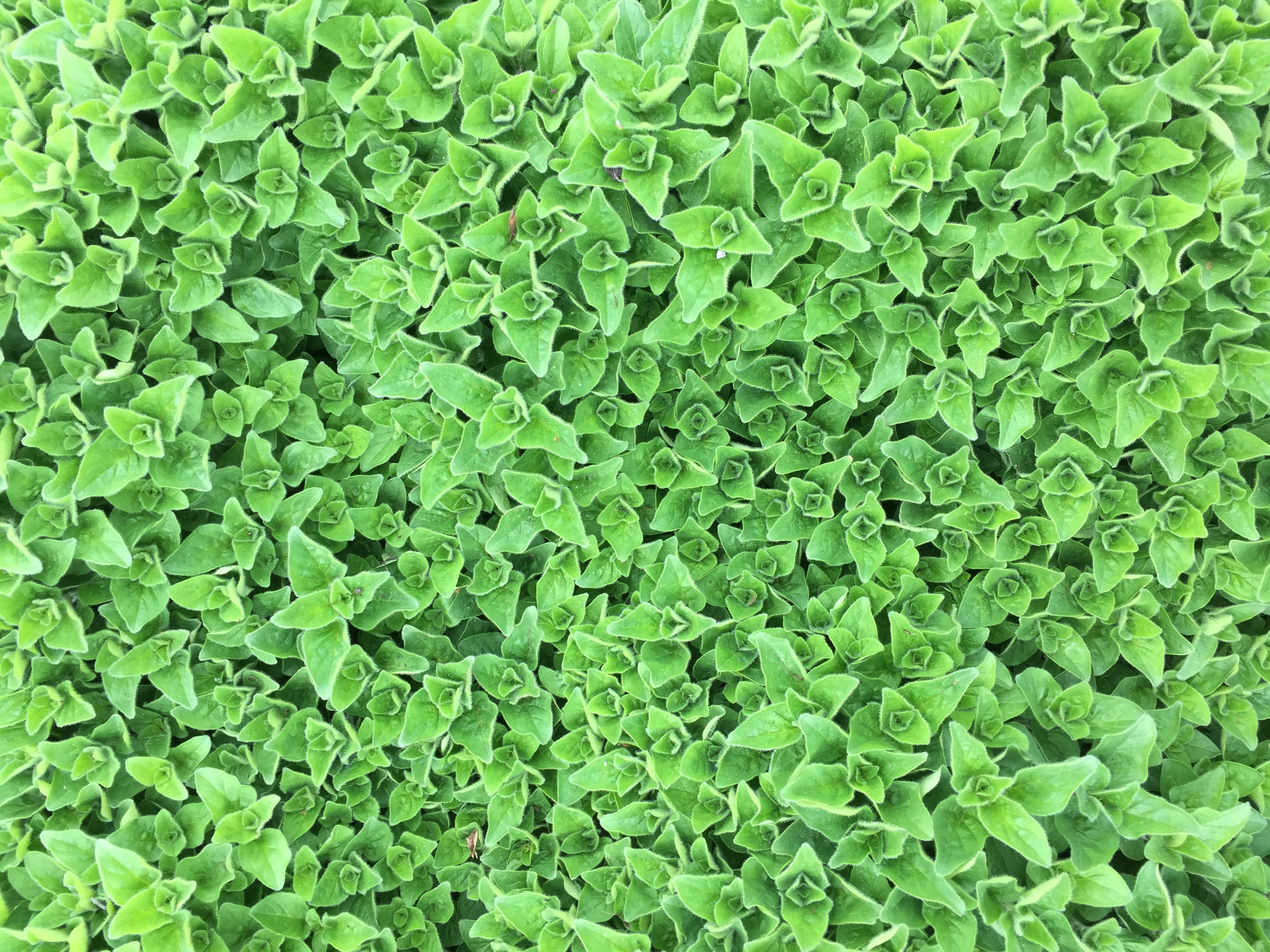 green color, 2K, day, beauty in nature, field, abundance, close-up, italian, healthy, flavor, leaf, nature, Oregano, lush foliage, Marjoram, full frame, HD Wallpaper