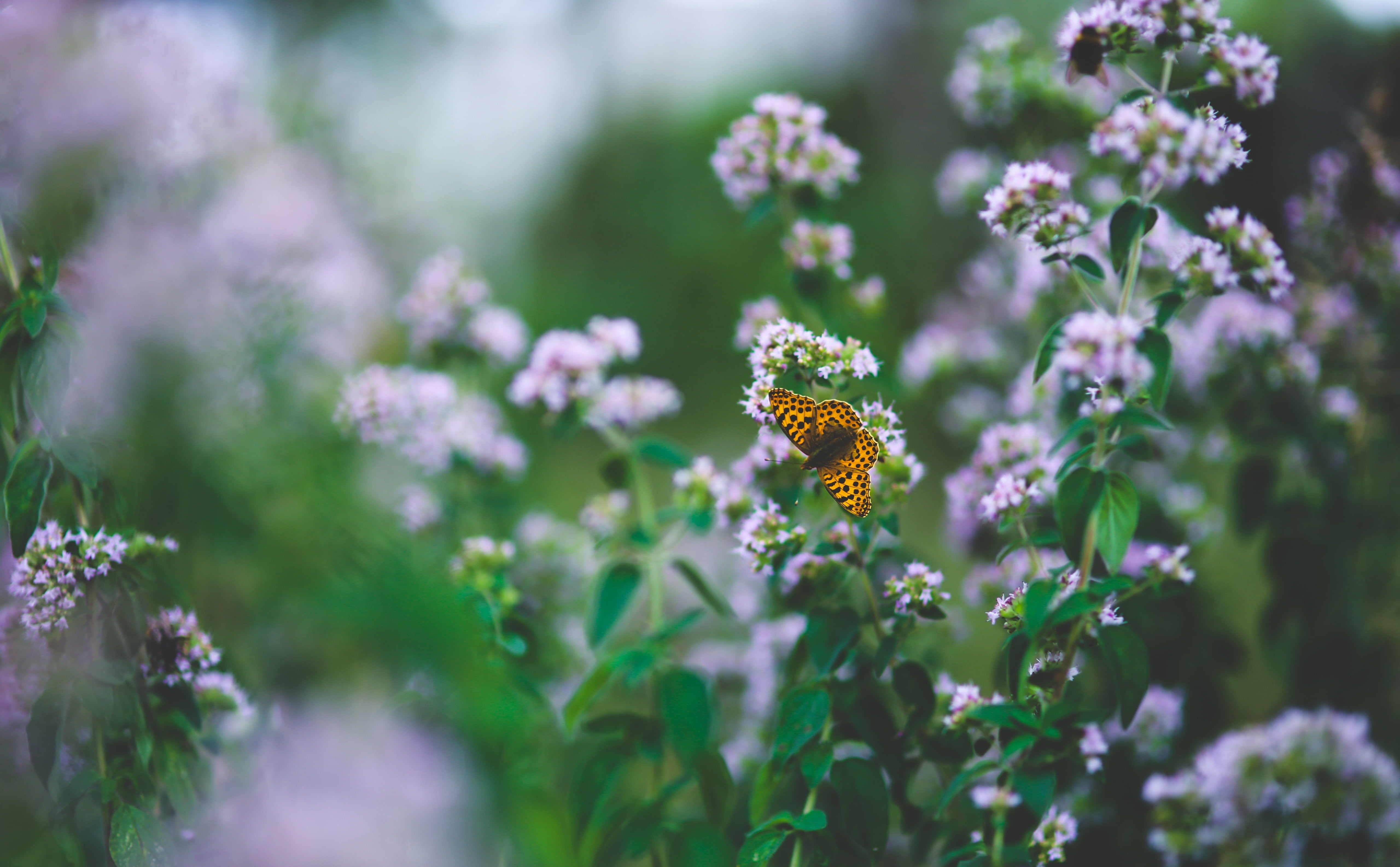 flowering plant, no people, Animals, bokeh, petal, selective focus, pollen, butterfly - insect, Background, 5K, insect, orange, Insects, Flower, fragility, HD Wallpaper