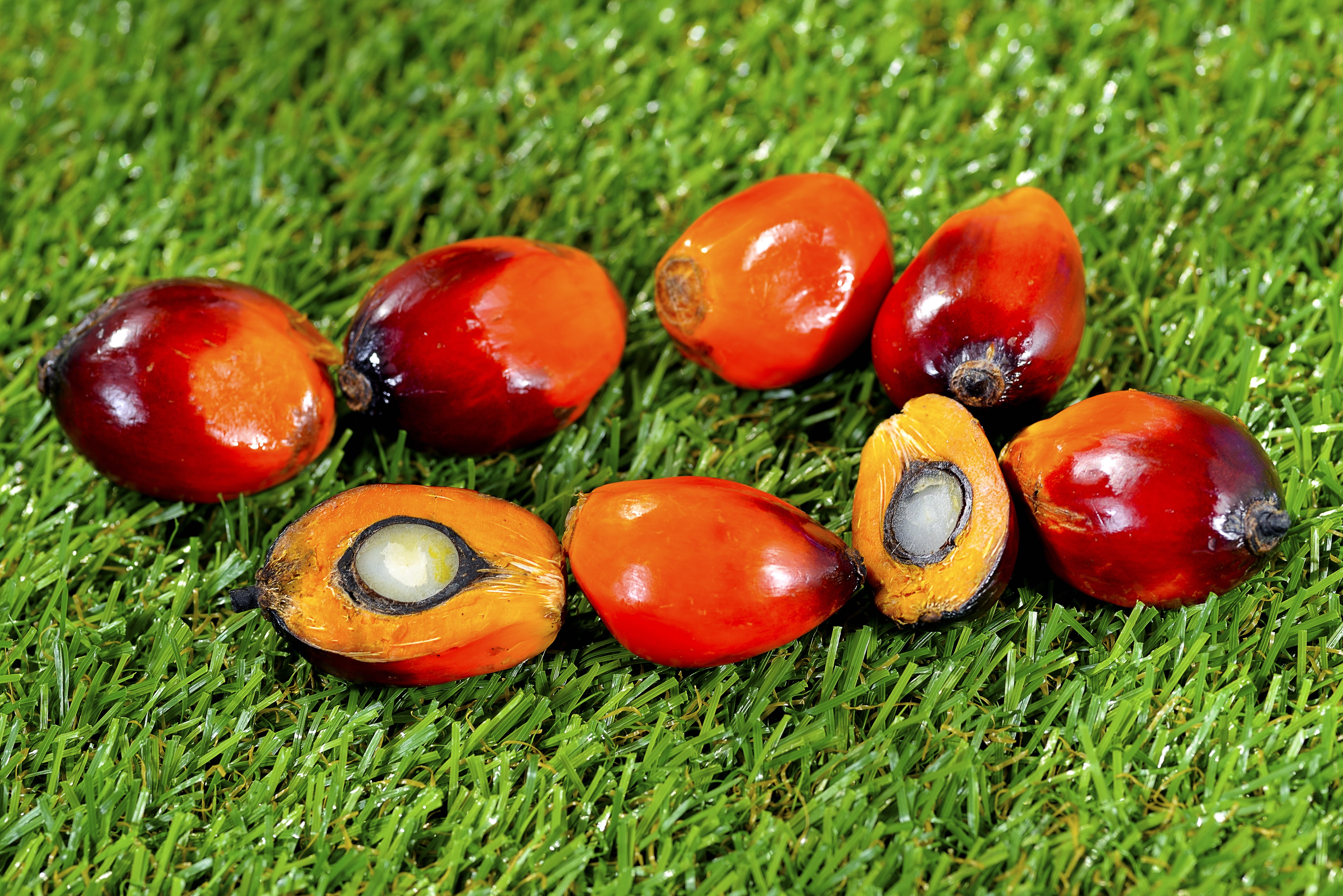 outdoors, close-up, raw material, nutrition, resources, nature, seed, oil palm, nut - food, freshness, ingredient, wellbeing, industrial, food, yellow, HD Wallpaper