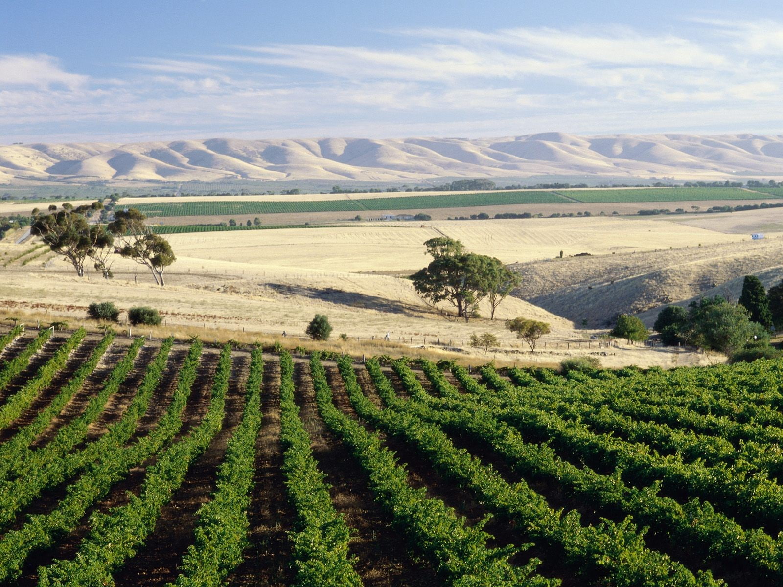 landscape, field, 720P, vineyard, HD Wallpaper