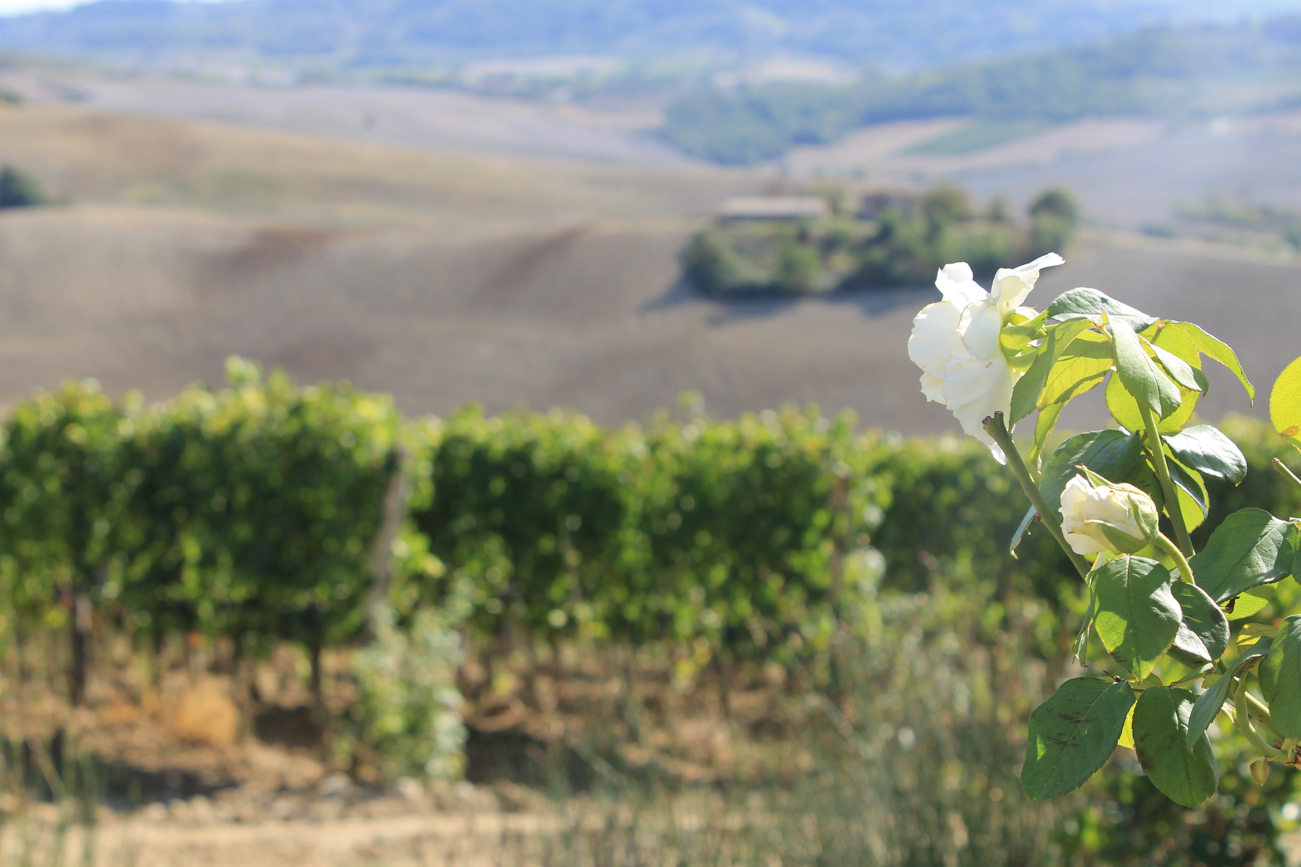 field, fragility, focus on foreground, no people, tuscany, 4K, agriculture, italy, close-up, day, outdoors, flower head, winery, land, environment, flower, HD Wallpaper