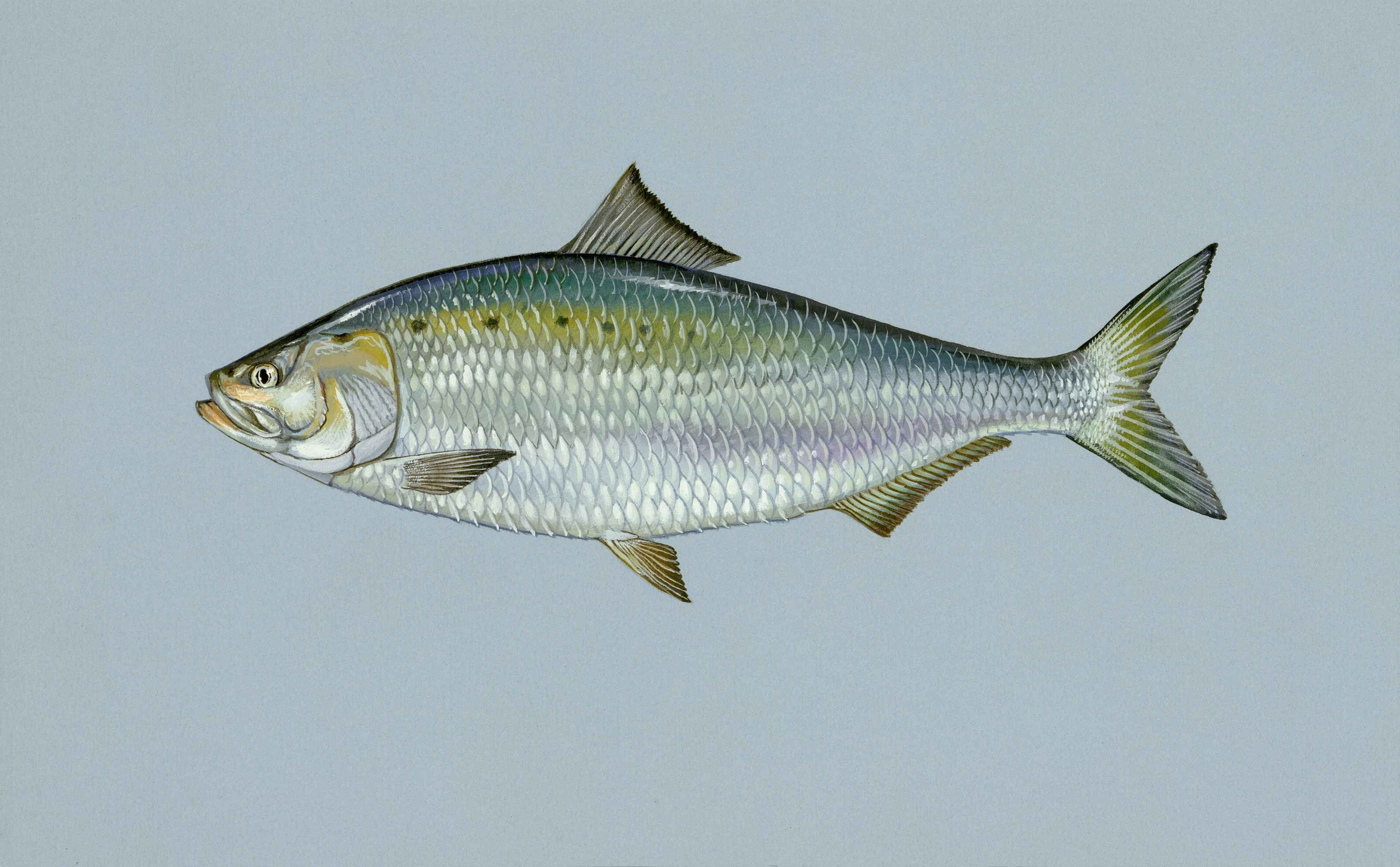 fishes, marine, shad, vertebrate, no people, food and drink, sapidissima, full length, animal wildlife, studio shot, alosa, fish, animals, catch of fish, HD Wallpaper