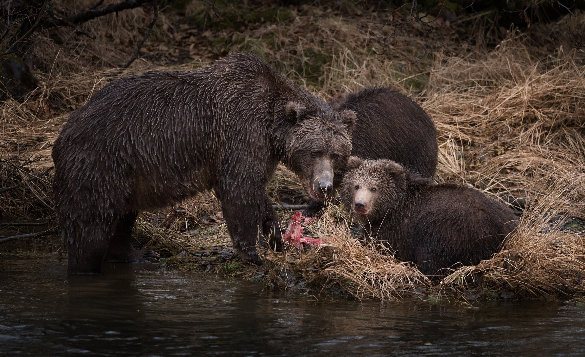 brown, mother, anglers, autumn, fishing, fish, cubs, bears, two of the bear, bear, river, kids, lunch, two, the three bears, predators, 1080P, mining, HD Wallpaper