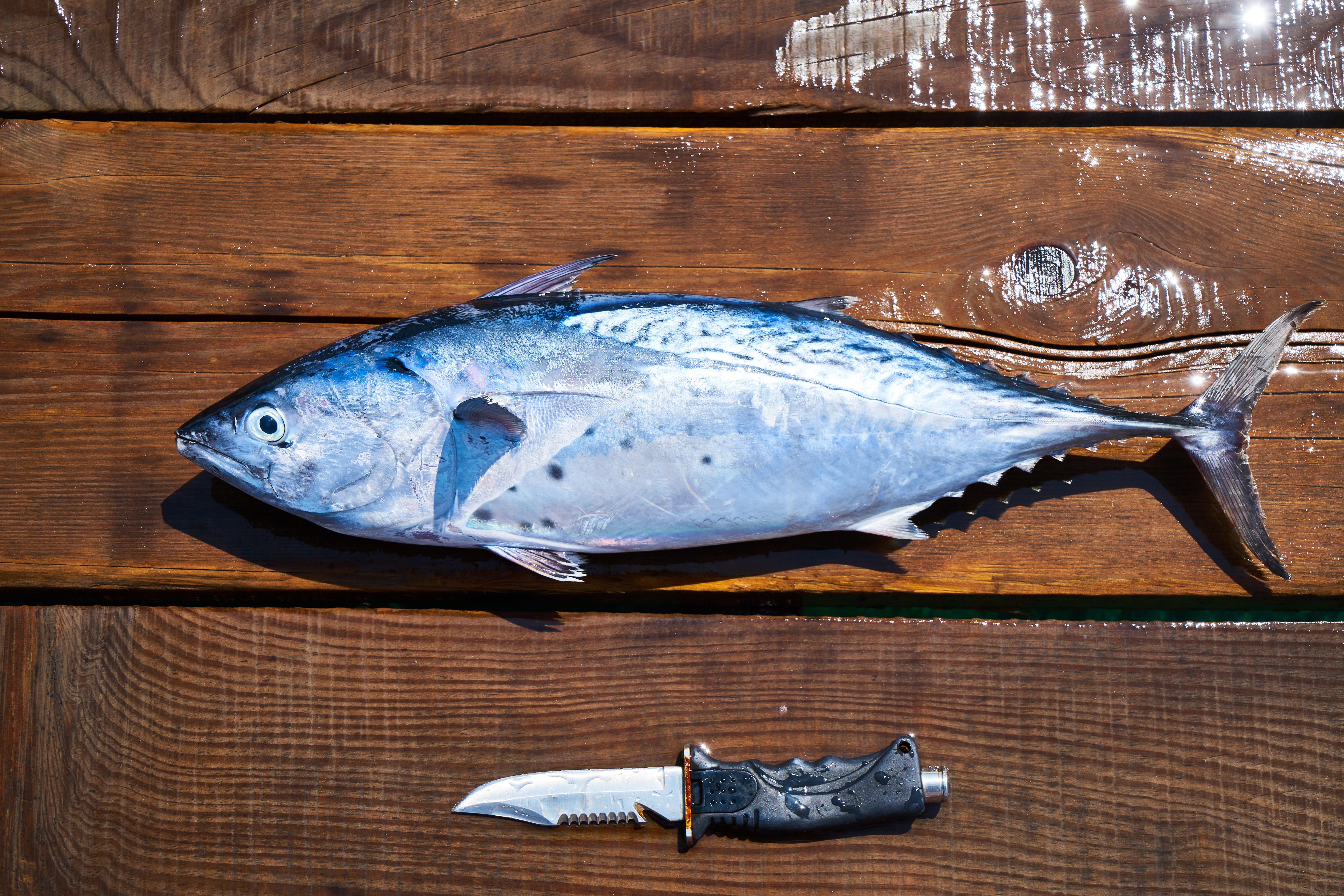 5K, close-up, seafood, sharp, grill, food and drink, animal themes, catch, healthy eating, restaurant, indoors, healthy, fresh, wood - material, diet, HD Wallpaper