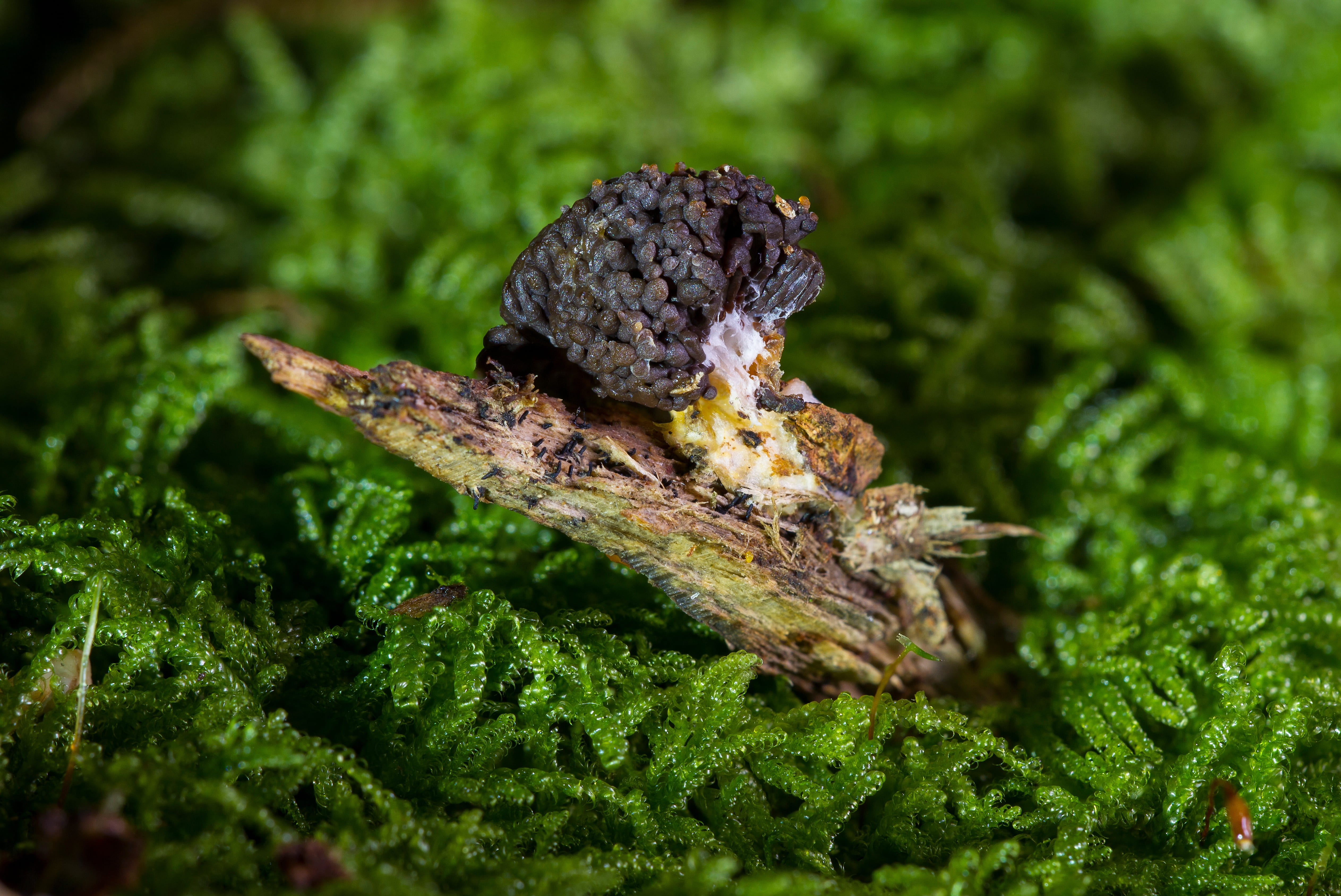 close-up, nature, animals in the wild, 4K, animal wildlife, one animal, myxomycetes, water, slime mold, tree, green color, plant part, selective focus, HD Wallpaper