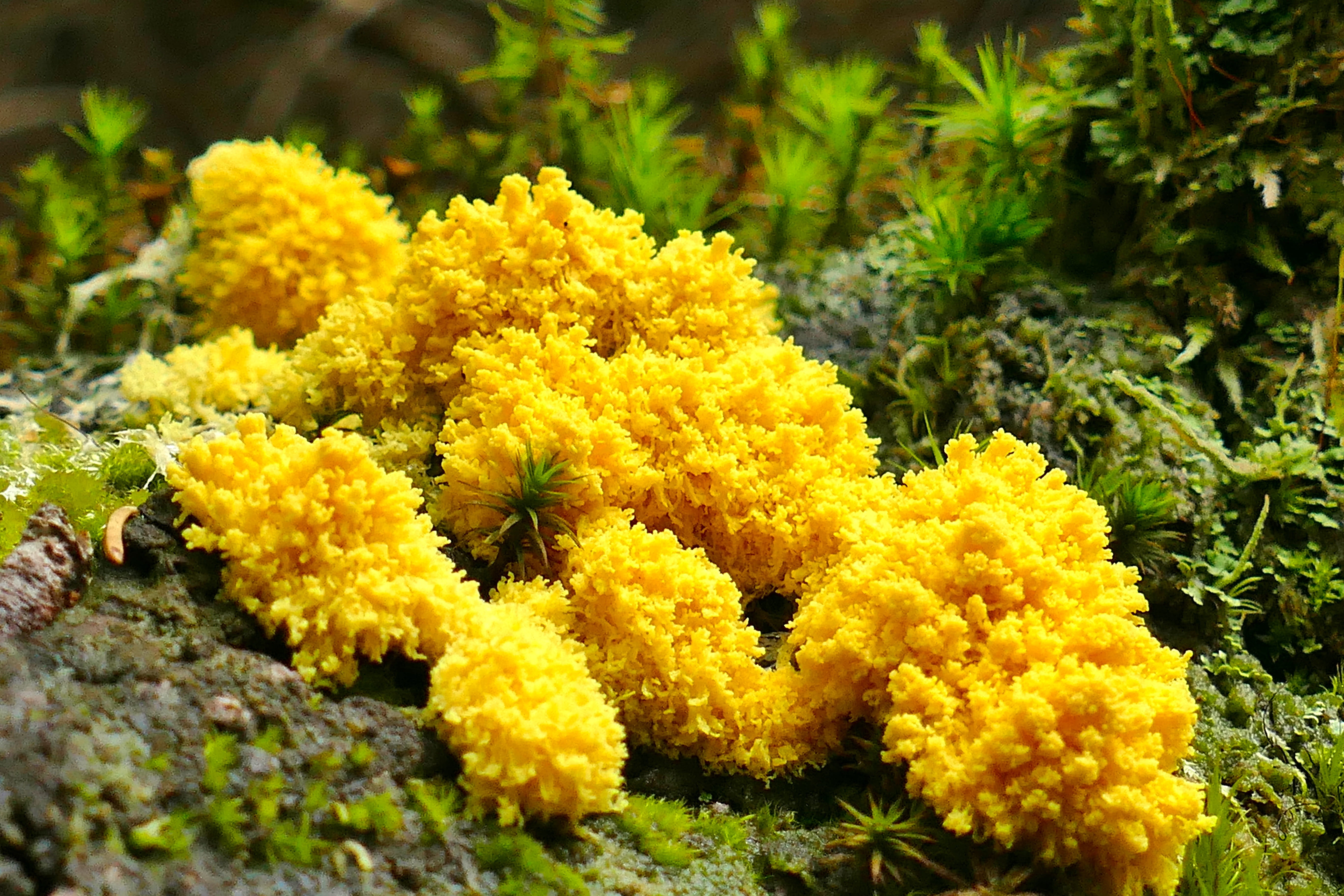 mushroom, yellow lohblüte, outdoors, yellow, close-up, 5K, flowering plant, inflorescence, macro, selective focus, animal wildlife, growth, beauty in nature, HD Wallpaper