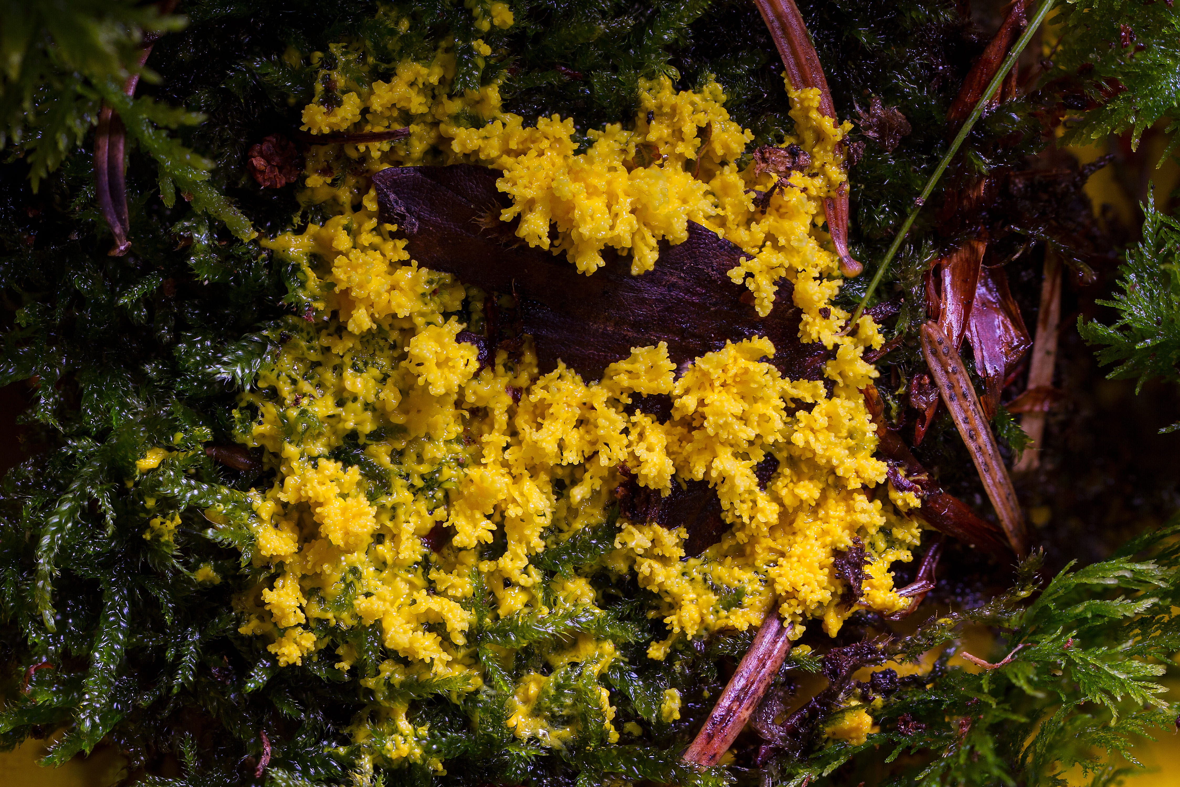 4K, yellow lohblüte, slime mold, water, flower, myxomycetes, high angle view, day, fuligo septica, nature, outdoors, no people, plant, close-up, growth, HD Wallpaper