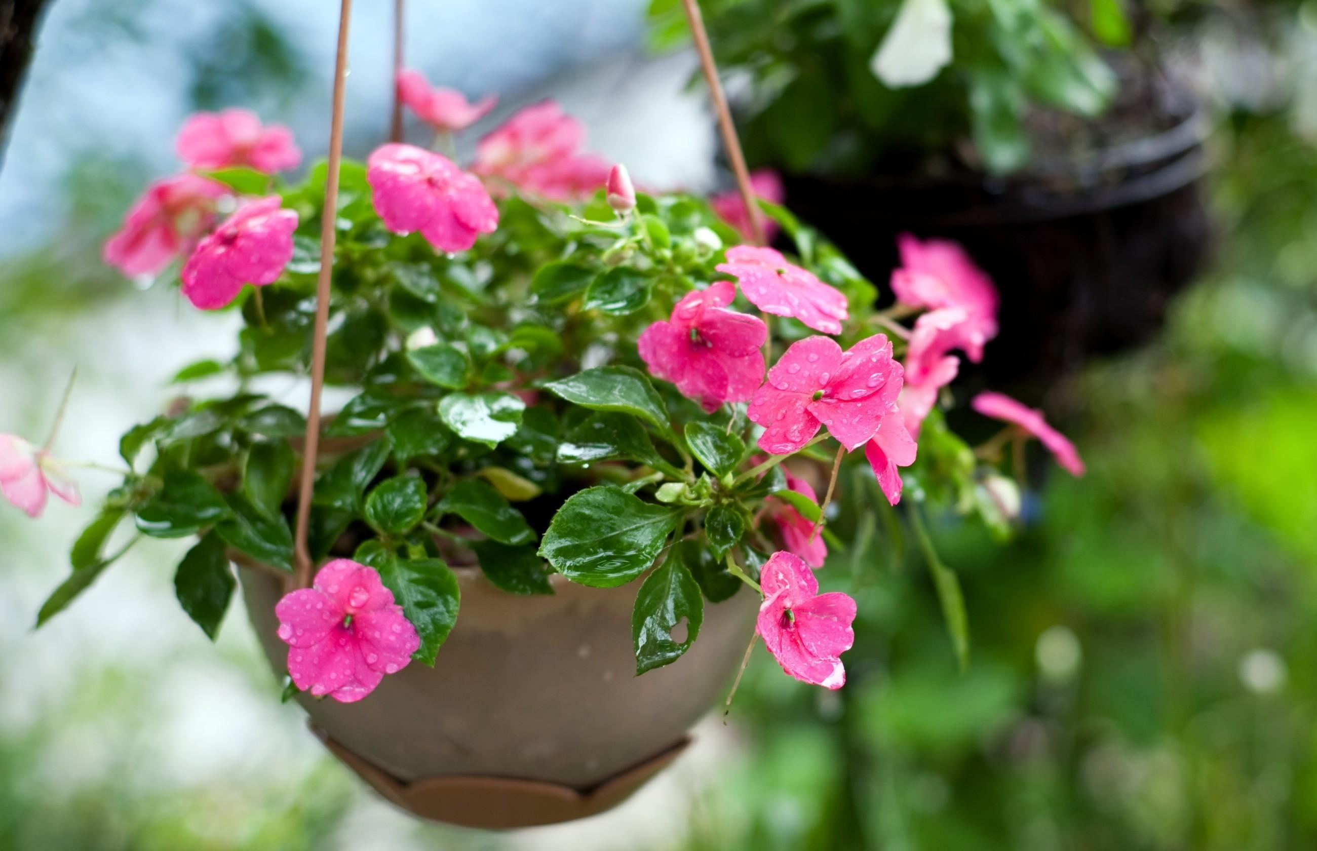 balsams, flower arrangement, flower Pot, hang from, flower Head, formal Garden, plant part, pink Color, 2K, petaled, outdoors, flowerbed, springtime, season, HD Wallpaper