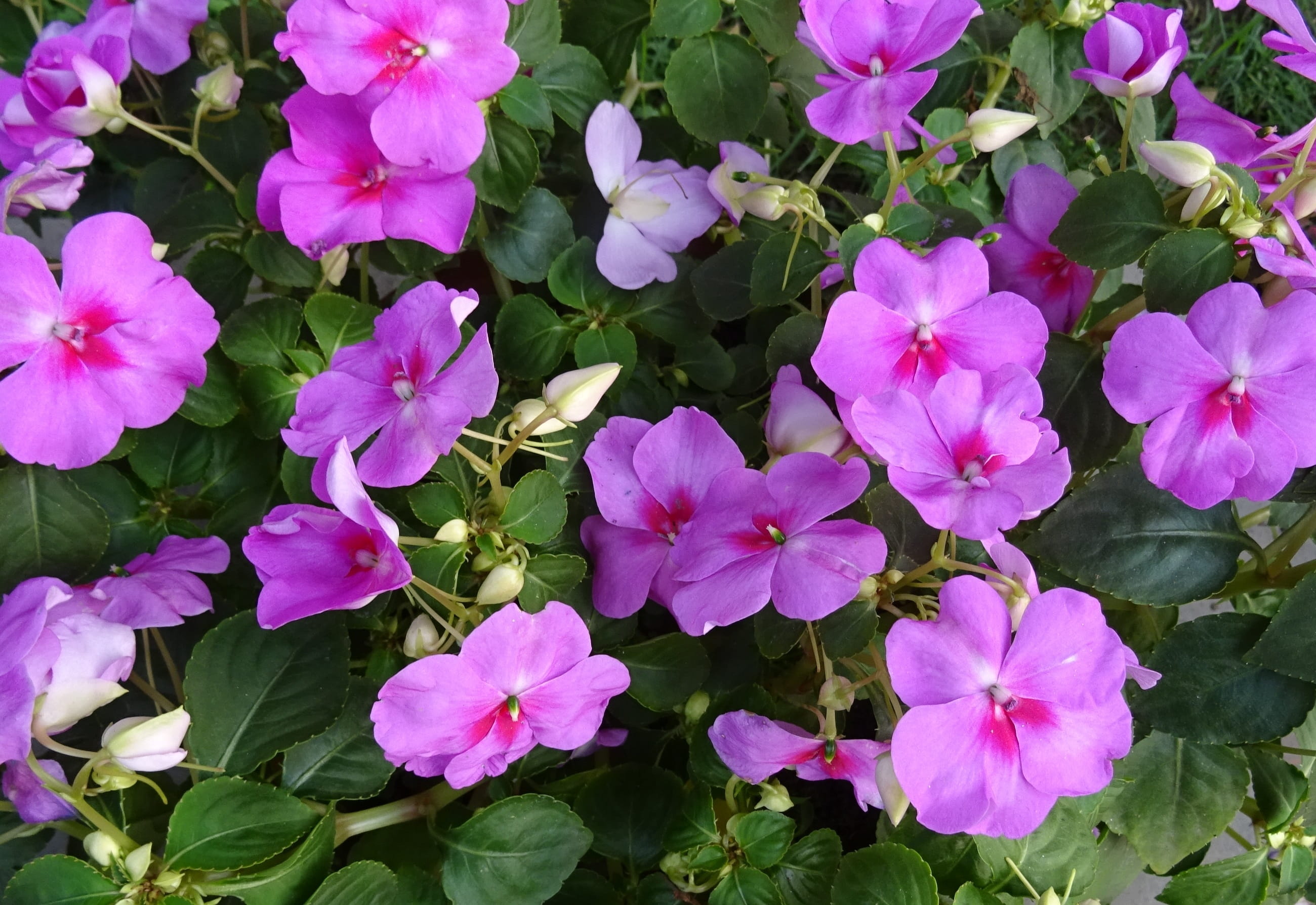 high angle view, plant part, pink color, leaf, 2K, balsam, fragility, india, flora, impatiens sultanii, close-up, growth, Impatiens Walleriana, inflorescence, HD Wallpaper