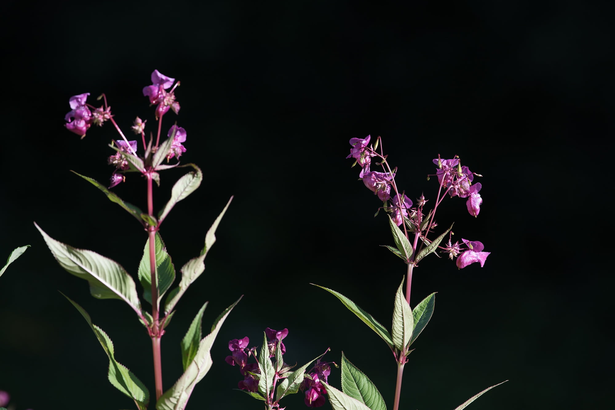 freshness, fragility, twilight, petal, floral pattern, background, pink, himalayan balsam, black, impatiens, impatiens glandulifera, close-up, flower arrangement, HD Wallpaper