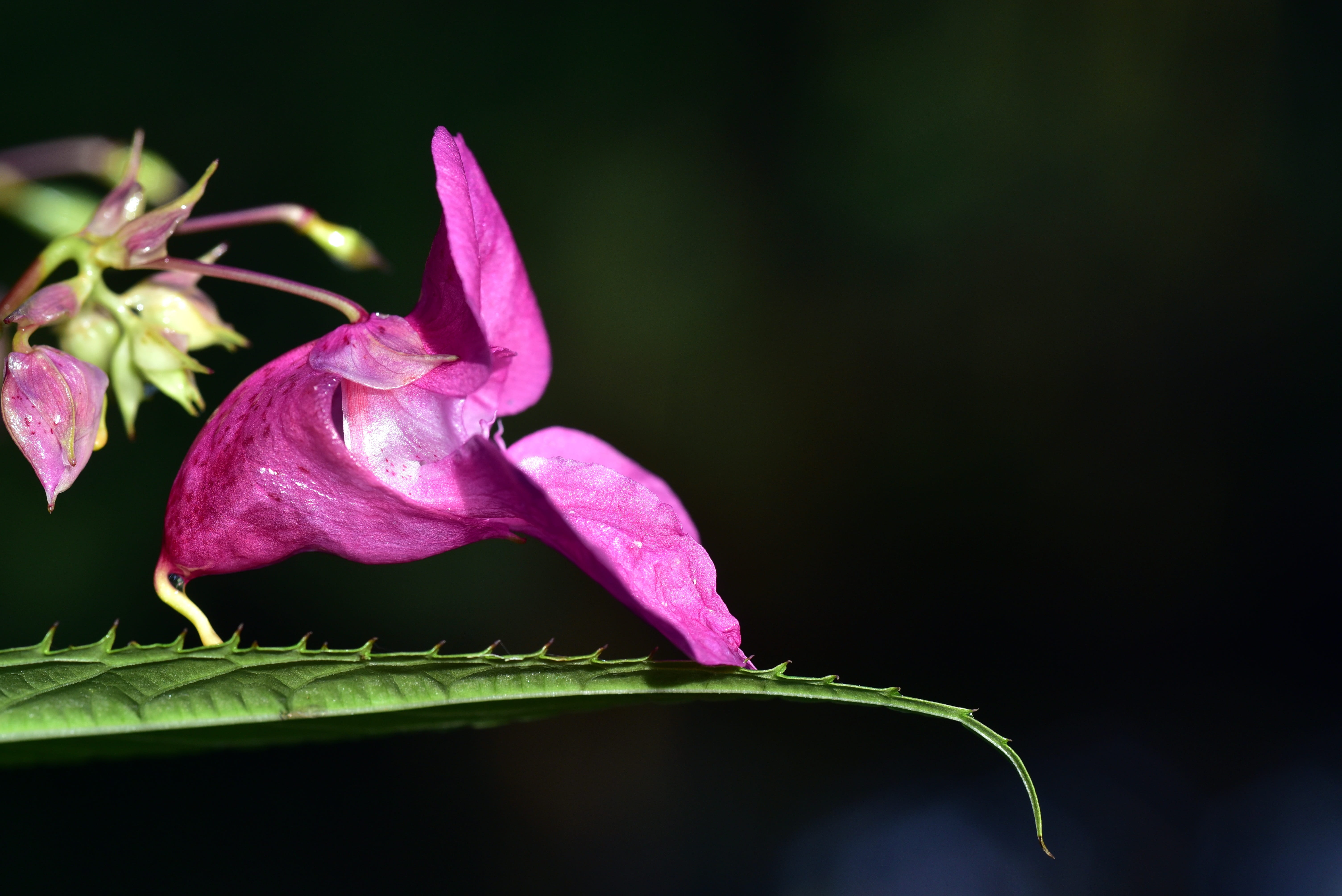 pink, pink color, no people, plant, capsules, black background, flower, balsam, sepal, 5K, nature, indian springkraut, pollen, flora, flower head, growth, HD Wallpaper
