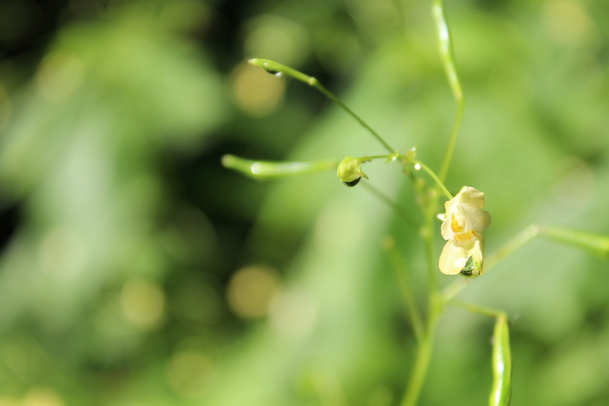 indian springkraut, close, animal wildlife, seeds, balsam, mirroring, green, 1080P, water, plant, animal themes, one animal, raindrop, insect, macro, green plant, HD Wallpaper