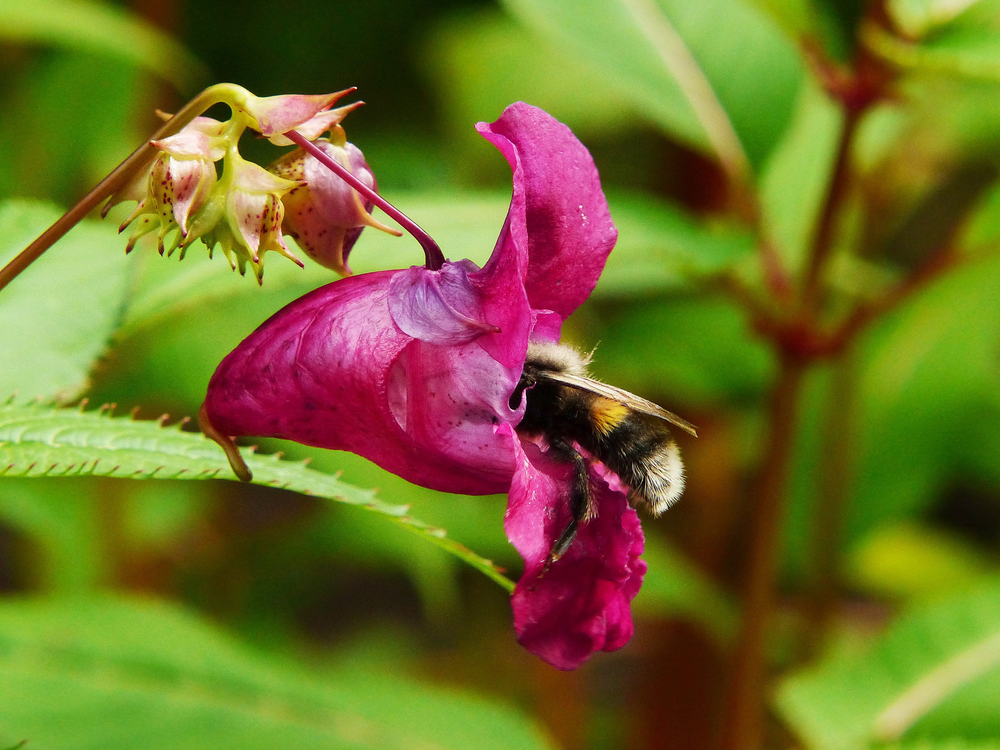 himalayan balsam, beauty in nature, flower, growth, inflorescence, bloom, annual, animals in the wild, focus on foreground, one animal, 2K, pollination, HD Wallpaper