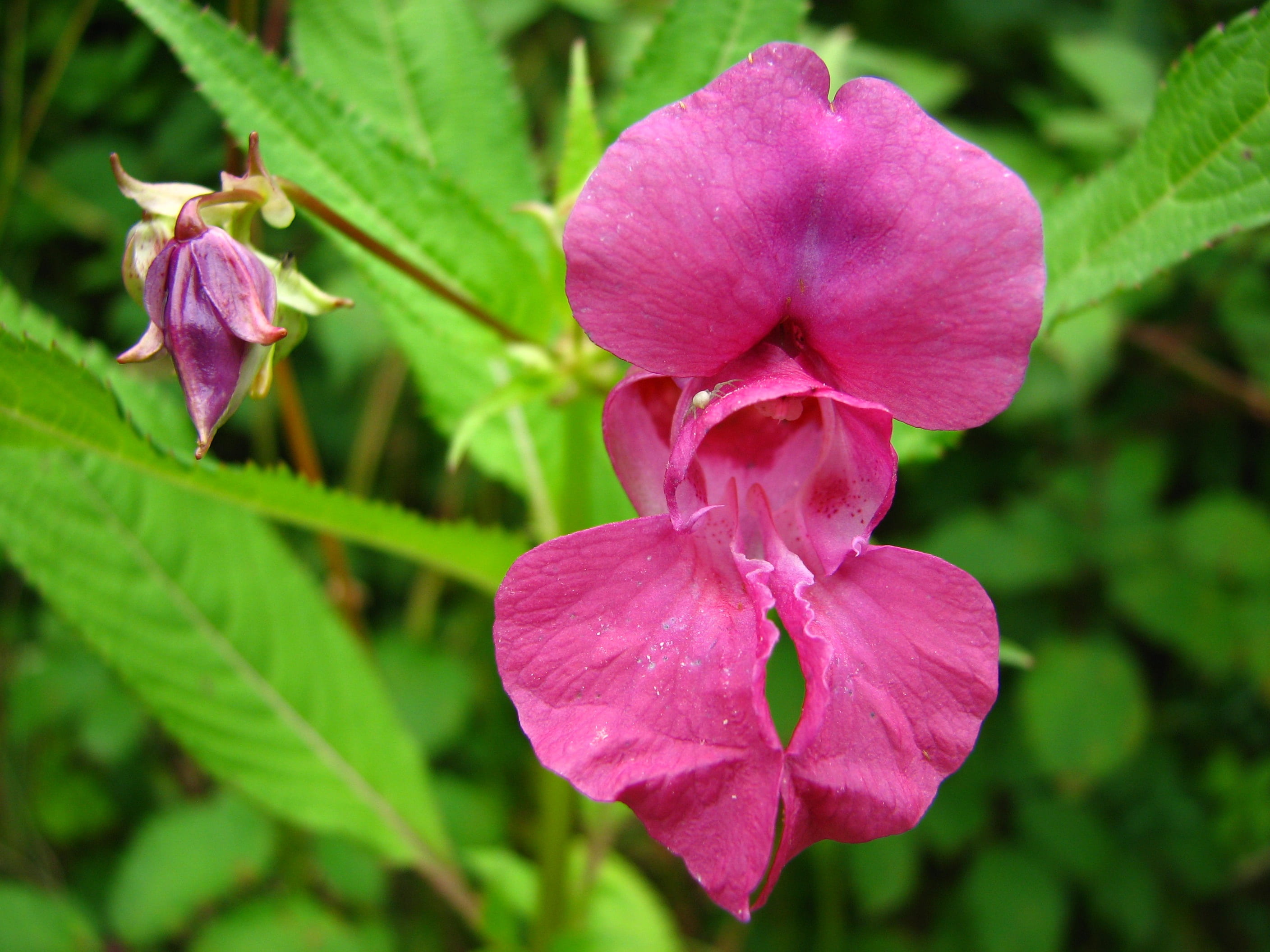 vulnerability, pink color, purple, 2K, flower head, day, pink, emscher orchid, flowering plant, leaf, inflorescence, flower, balsam, ornamental plant, HD Wallpaper
