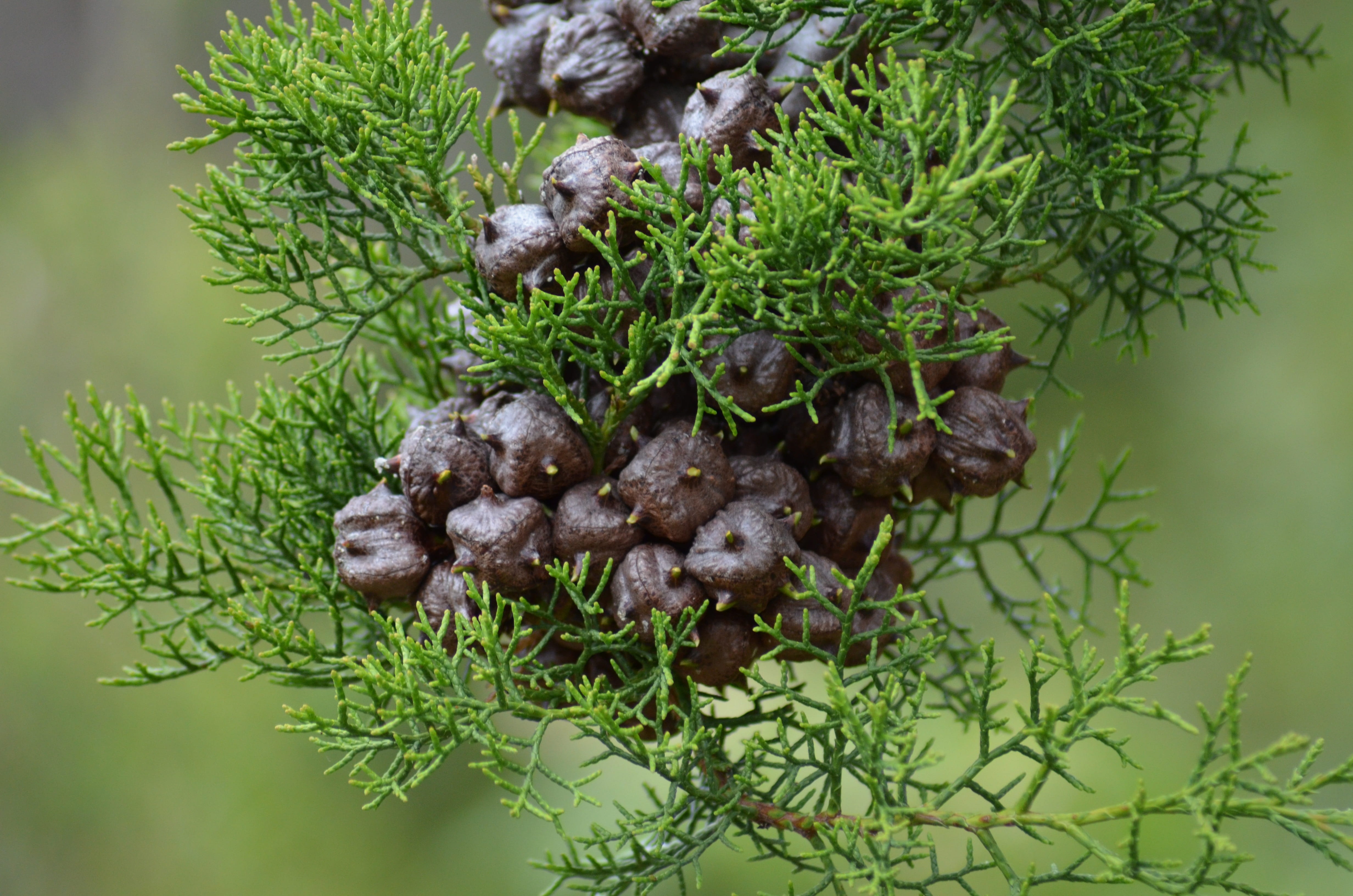 scion, herb, coniferous tree, flower, freshness, pine tree, wall, nature, colorful, leaf, plant part, plant, food and drink, seed, green color, moss, healthy eating, HD Wallpaper