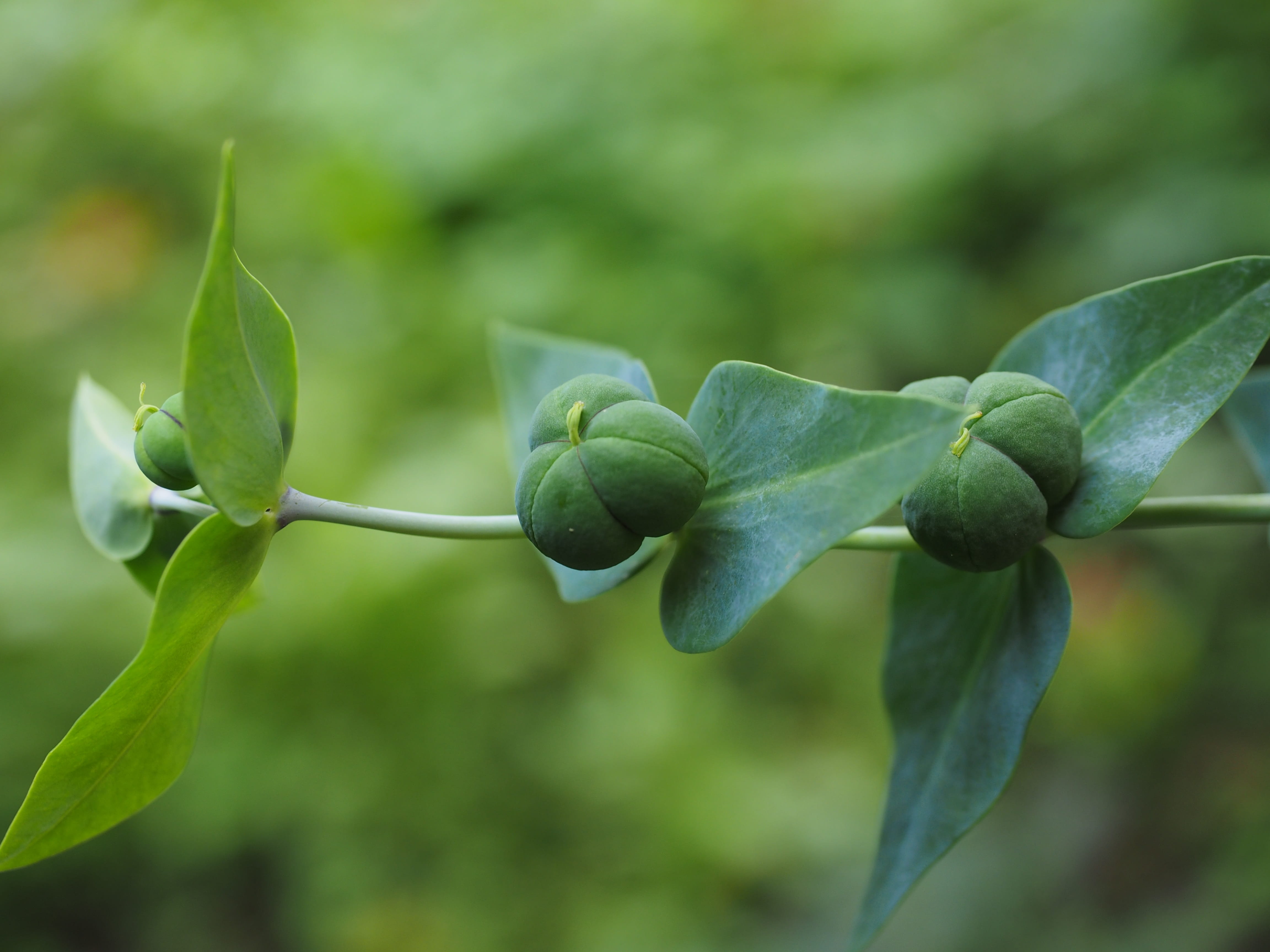 leaves, spread, no people, beauty in nature, toxic, twig, ingeol ester, tuber, seed capsules, spring wolf milk, witches milk, plant stem, woodpecker root, HD Wallpaper