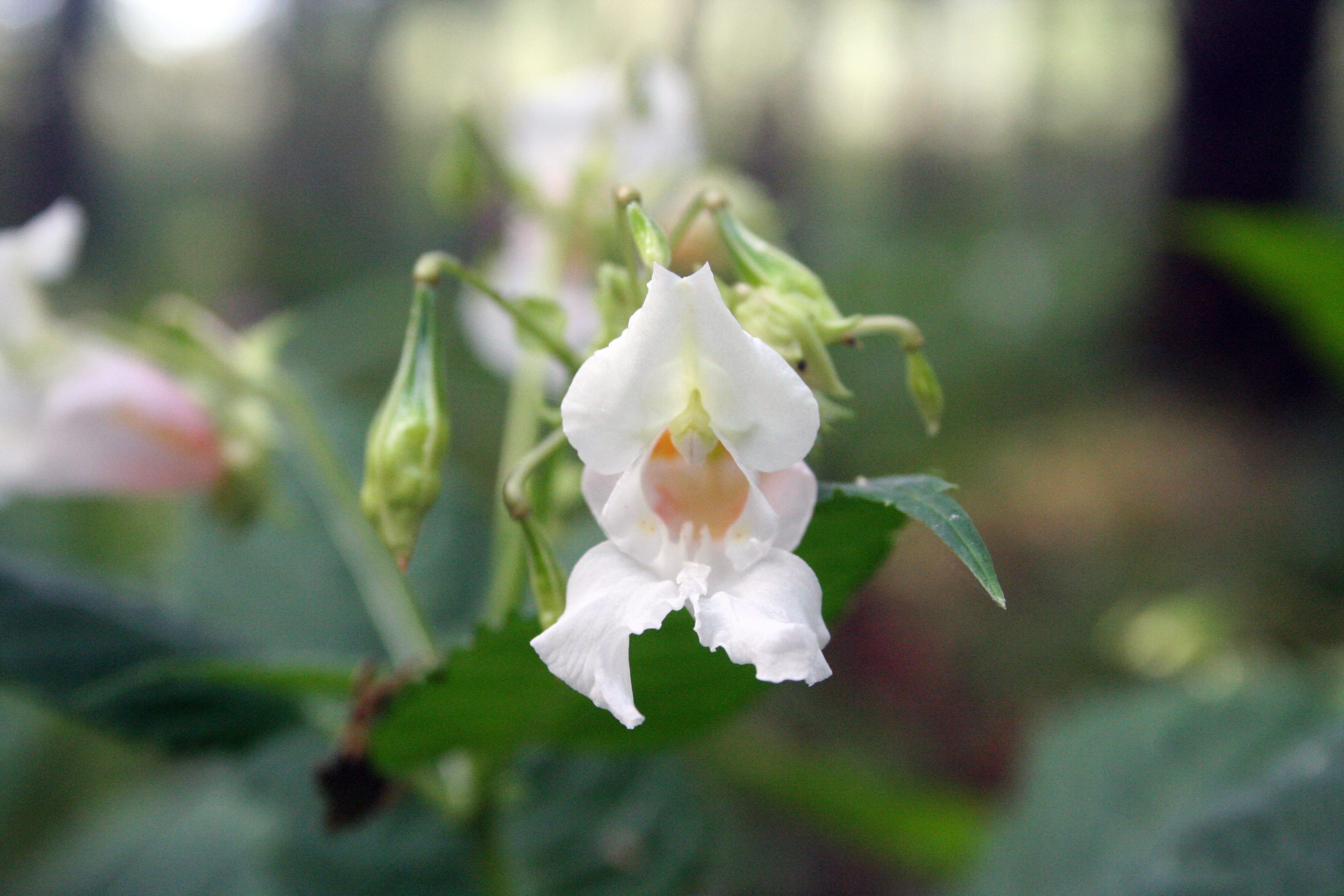 no people, petal, inflorescence, himalayan balsam, beauty in nature, flower head, nature, focus on foreground, flower, day, selective focus, springtime, HD Wallpaper