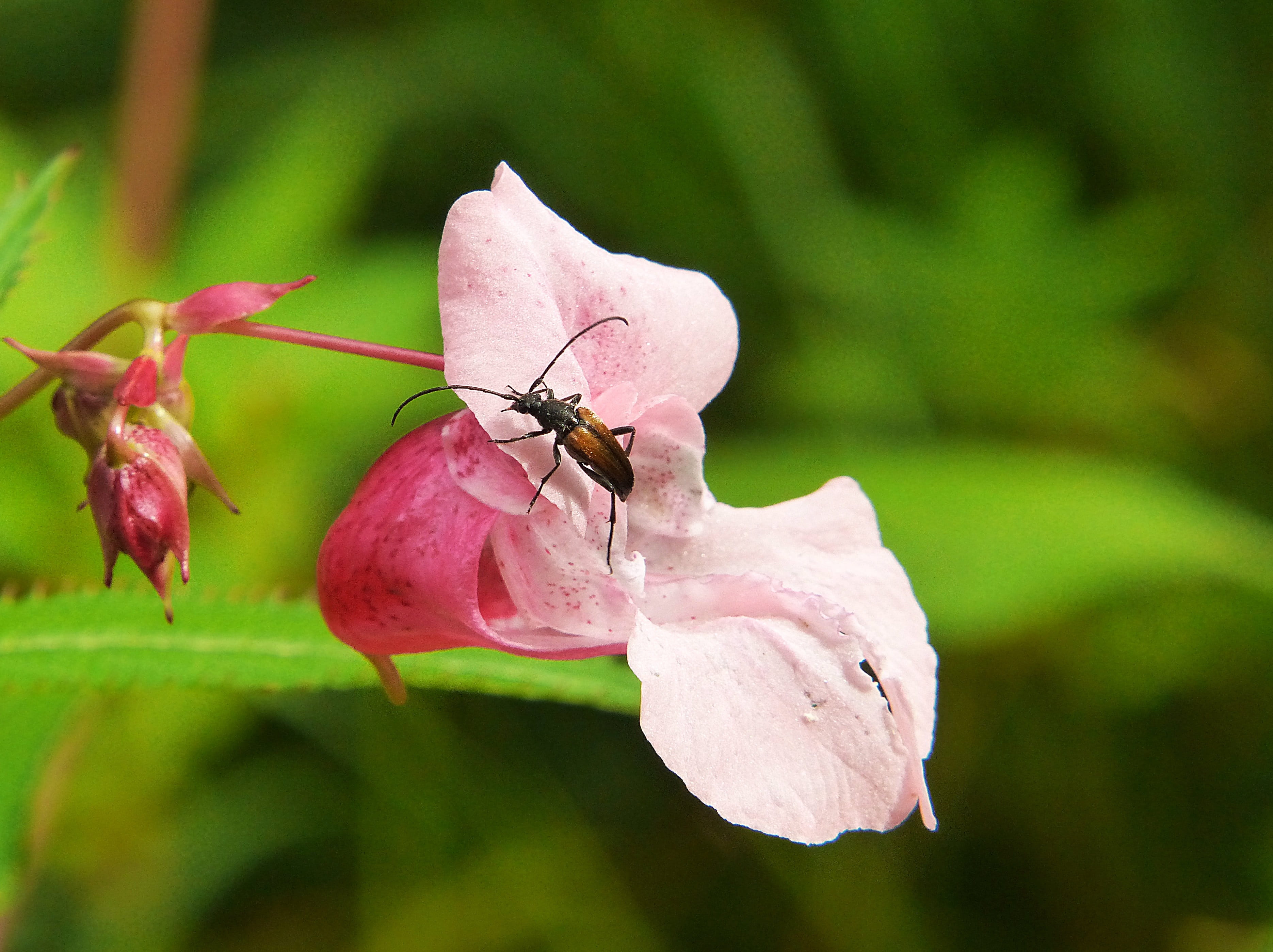 petal, Balsam, pollen, balsaminengewaechs, summer, 2K, beetle, insect, nature, bloom, springkraut, freshness, flower, inflorescence, indian springkraut, HD Wallpaper