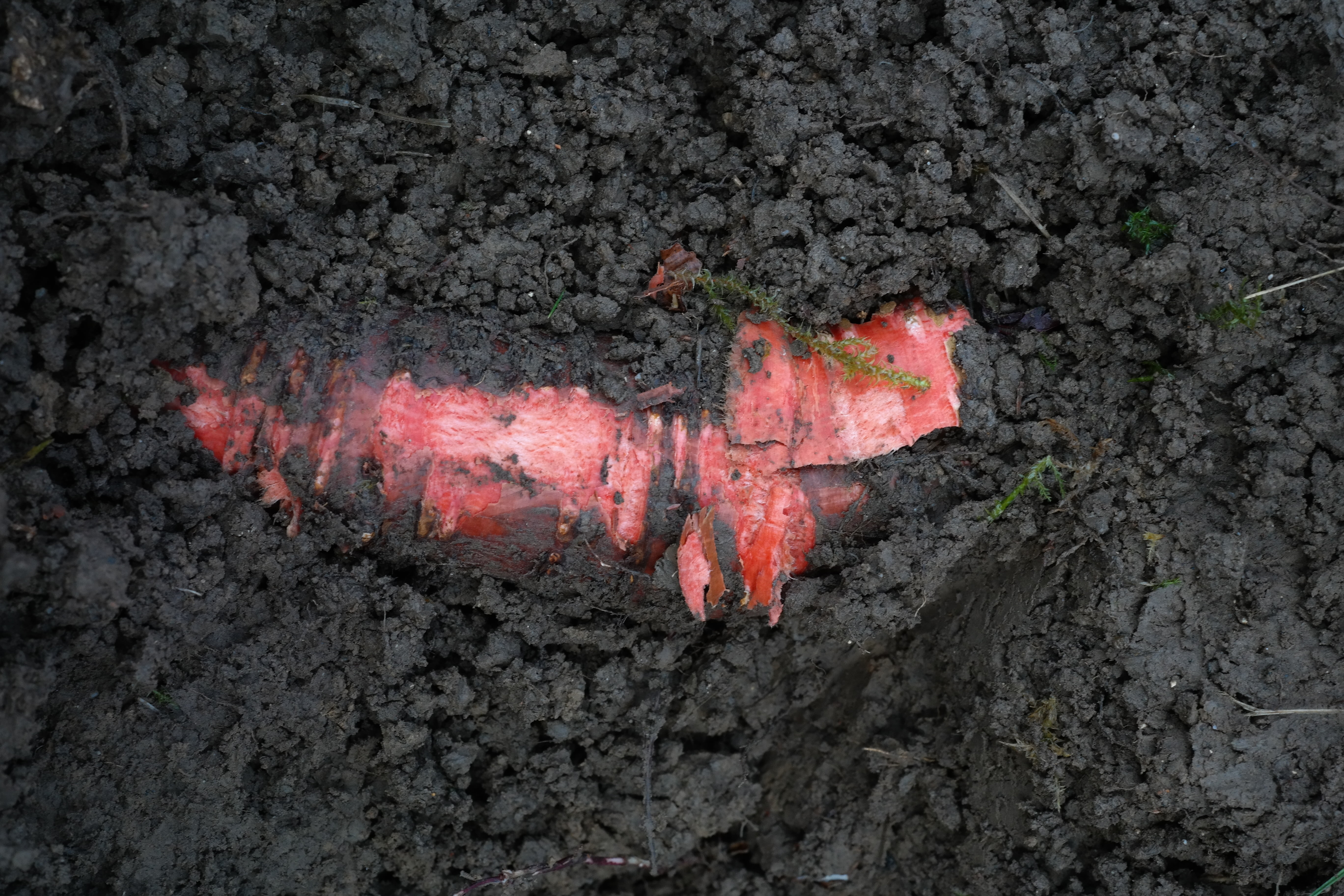 rock - object, earth, red, balsam root, dirt, close-up, geology, himalayan balsam, outdoors, science, rock, pink color, directly above, indian springkraut, HD Wallpaper