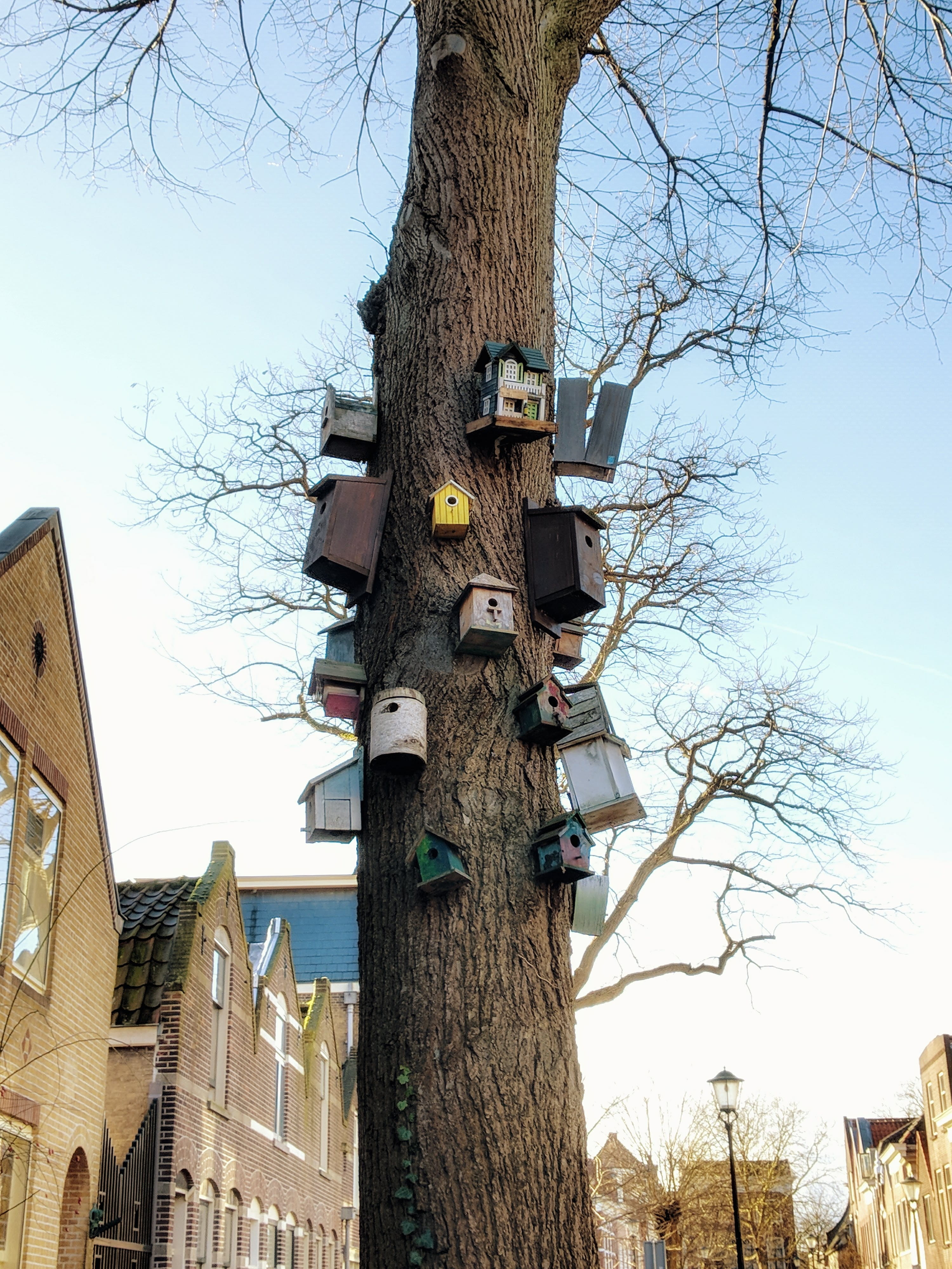 tree trunk, built structure, birdhouses, architecture, building exterior, 4K, outdoors, winter, colorful, nature, sky, no people, clear sky, birdhouse, Phone HD Wallpaper