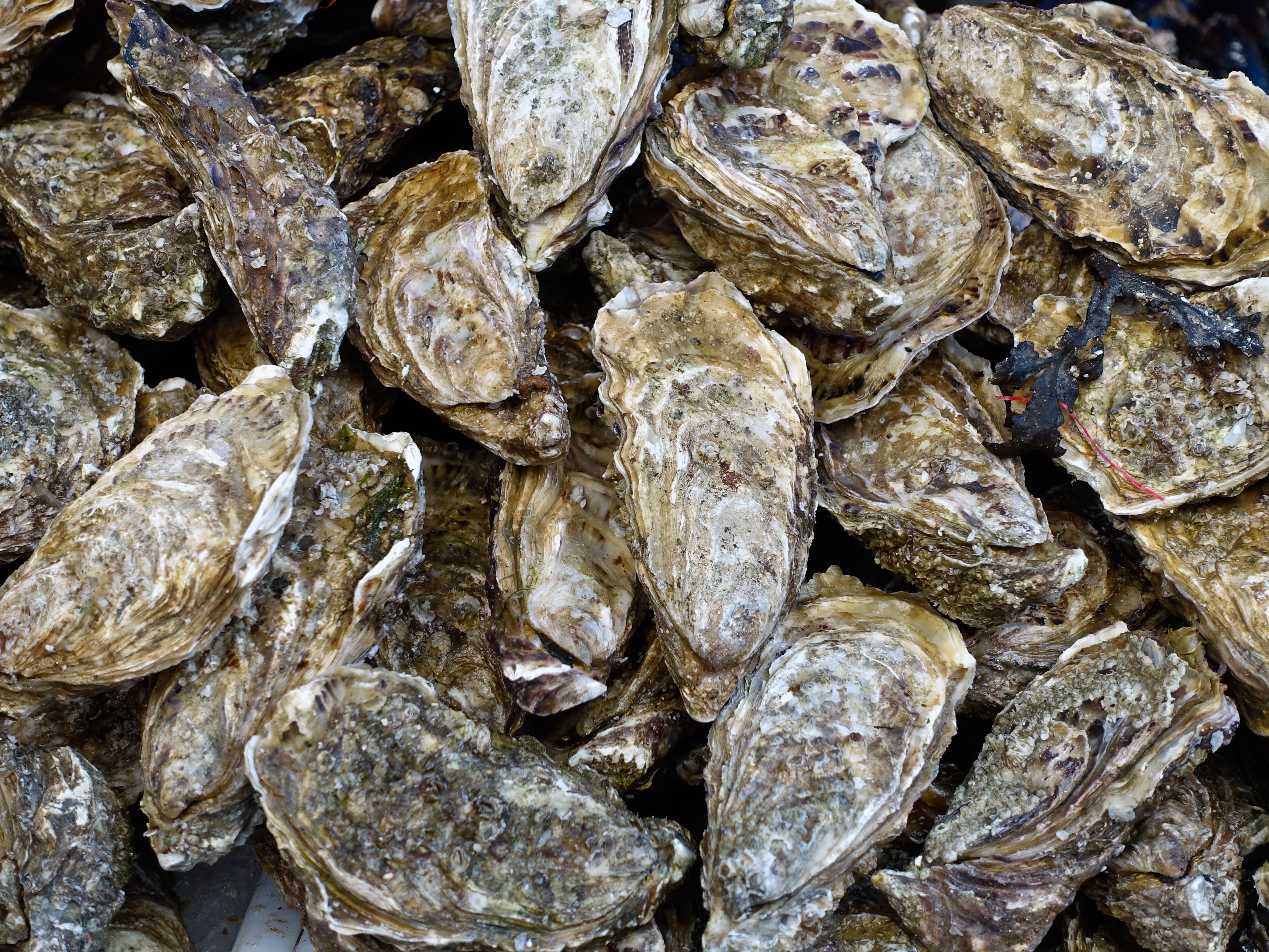 seafood, dried food, textured, animal, nature, for sale, cooking, kitchen, ocean, oysters, wellbeing, sea, market, pearl, freshness, food and drink, delicatessen, HD Wallpaper