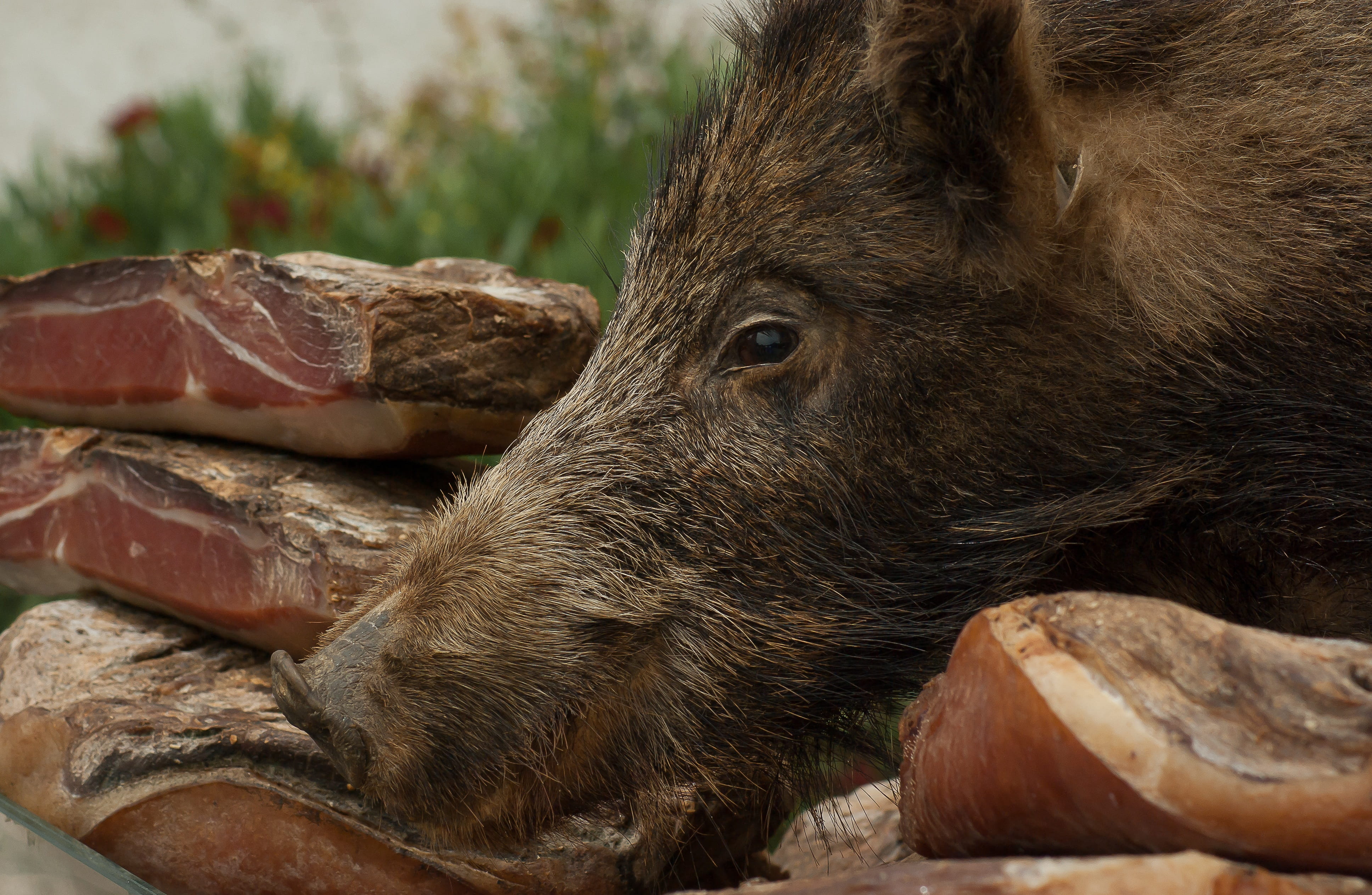 game, Delicatessen, no people, animal themes, pig, animal body part, resting, vertebrate, outdoors, Wild Boar, relaxation, Hunting, animal head, close-up, HD Wallpaper